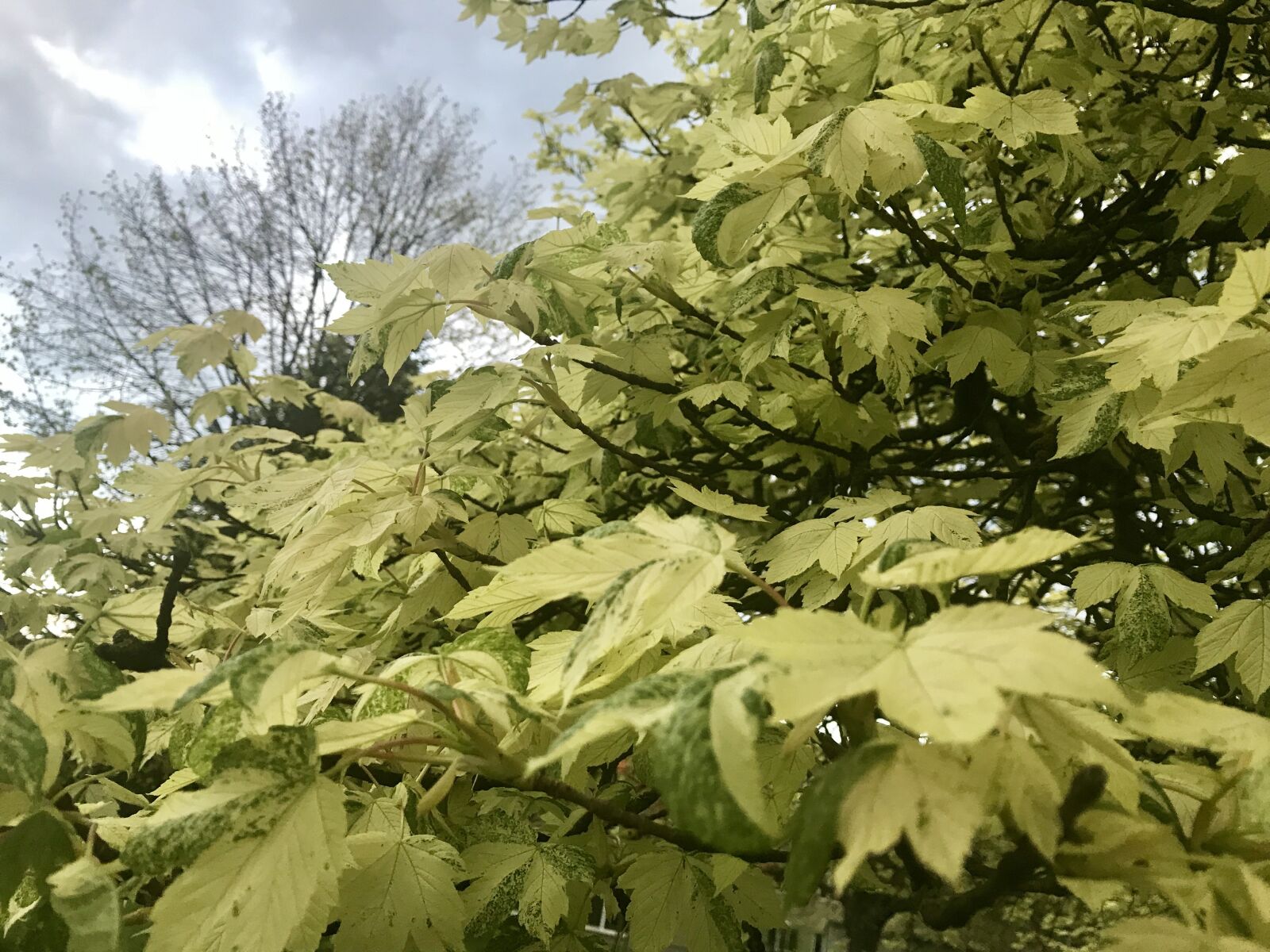 Apple iPhone 7 sample photo. Spring, foliage, tree photography