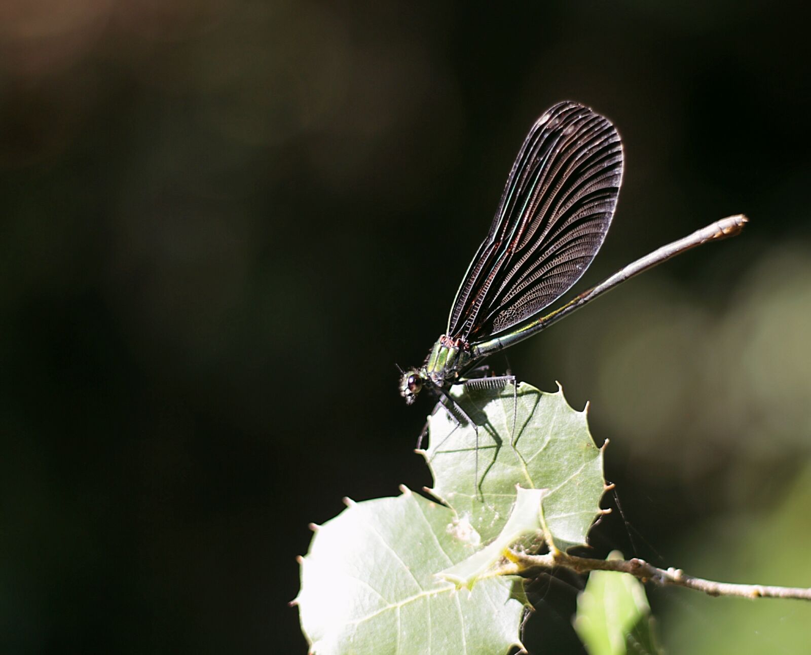 Canon EOS 650D (EOS Rebel T4i / EOS Kiss X6i) + Canon EF 50mm F1.8 II sample photo. Dragonfly, blue, nature photography