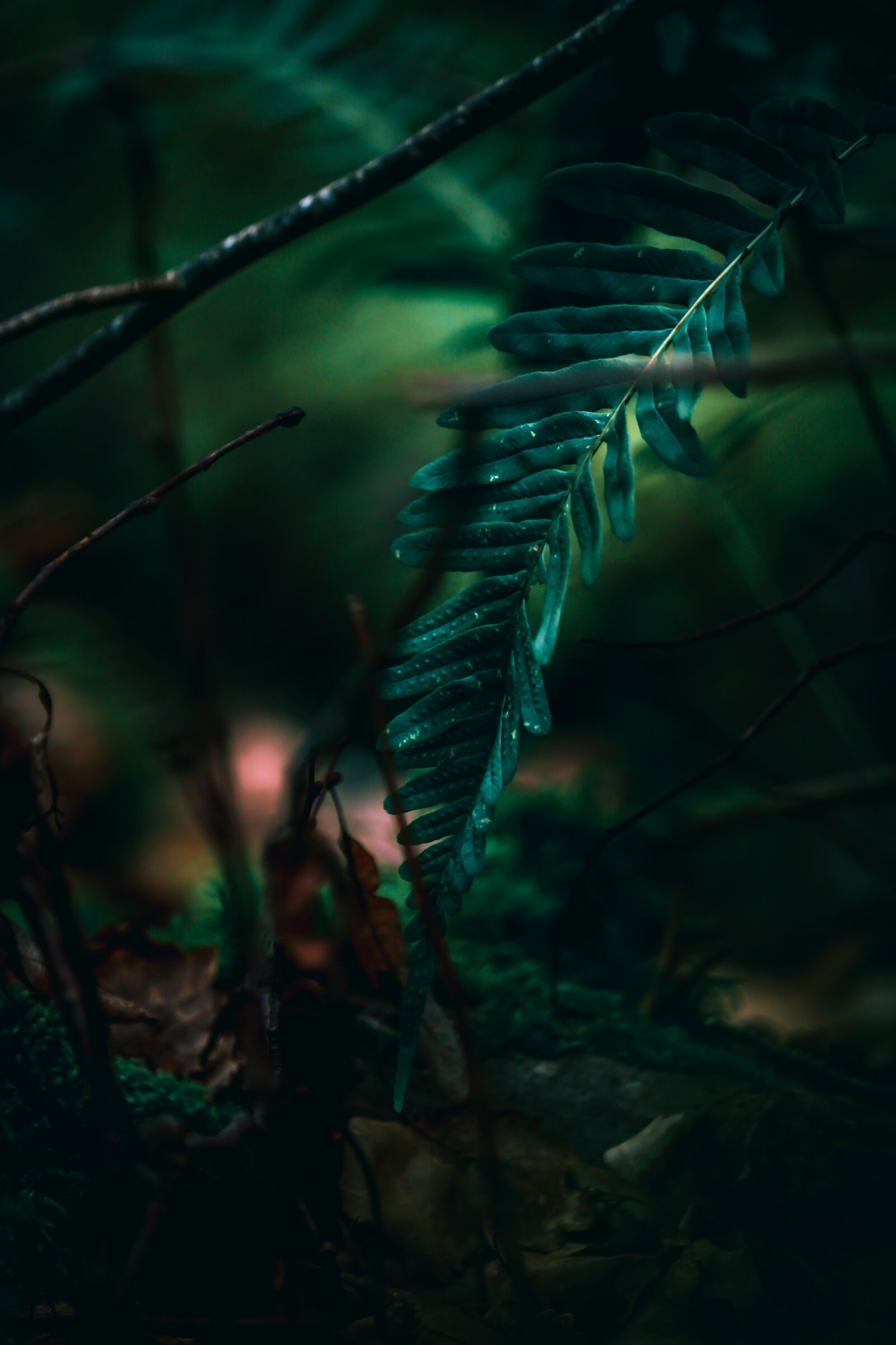 Canon EF-S 55-250mm F4-5.6 IS STM sample photo. Fern, nature, green photography