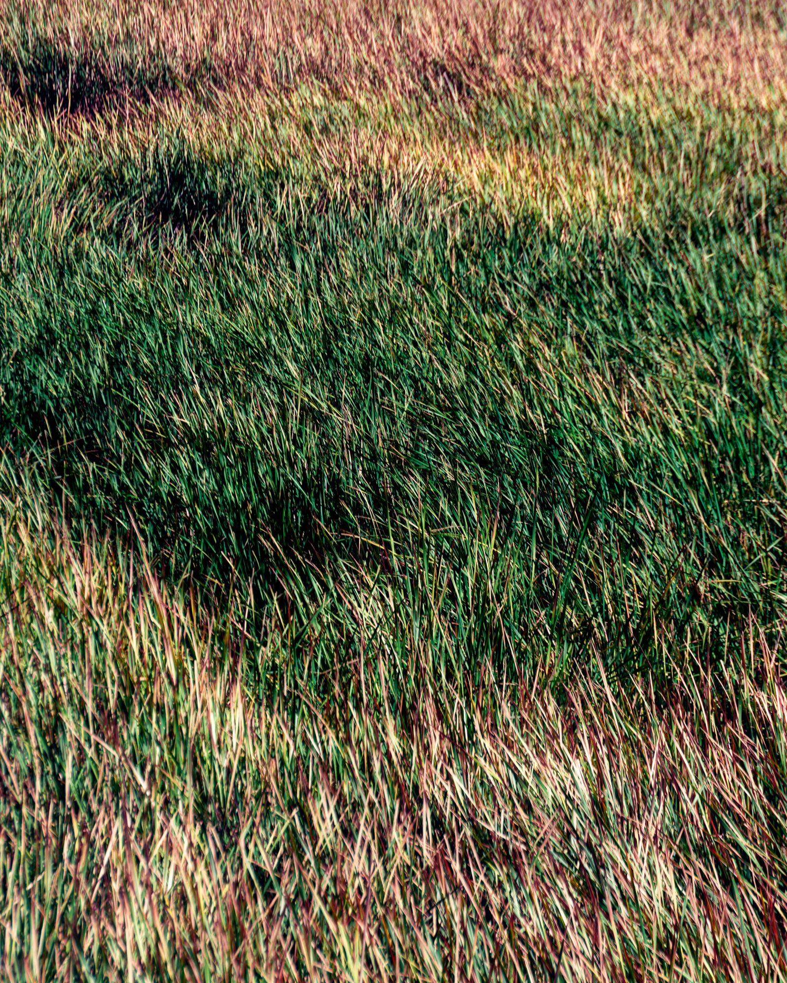 Nikon D7100 sample photo. Grass, swamp, wetland photography
