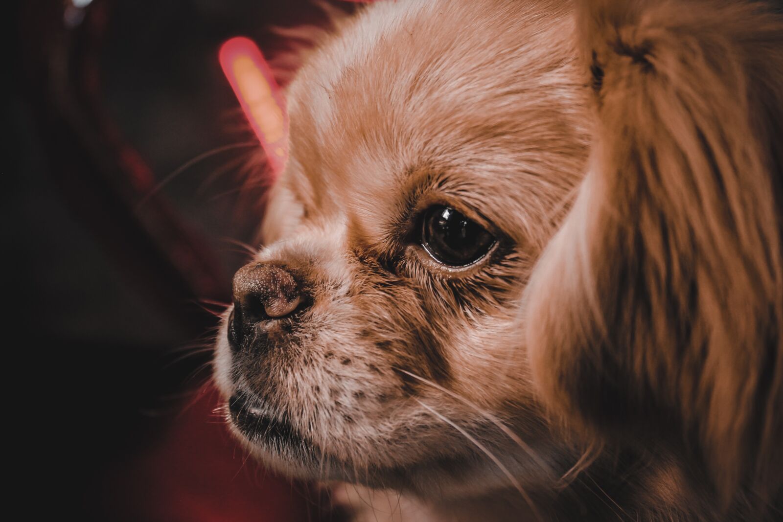 Canon EOS 1100D (EOS Rebel T3 / EOS Kiss X50) sample photo. Dog, the pekingese, cute photography