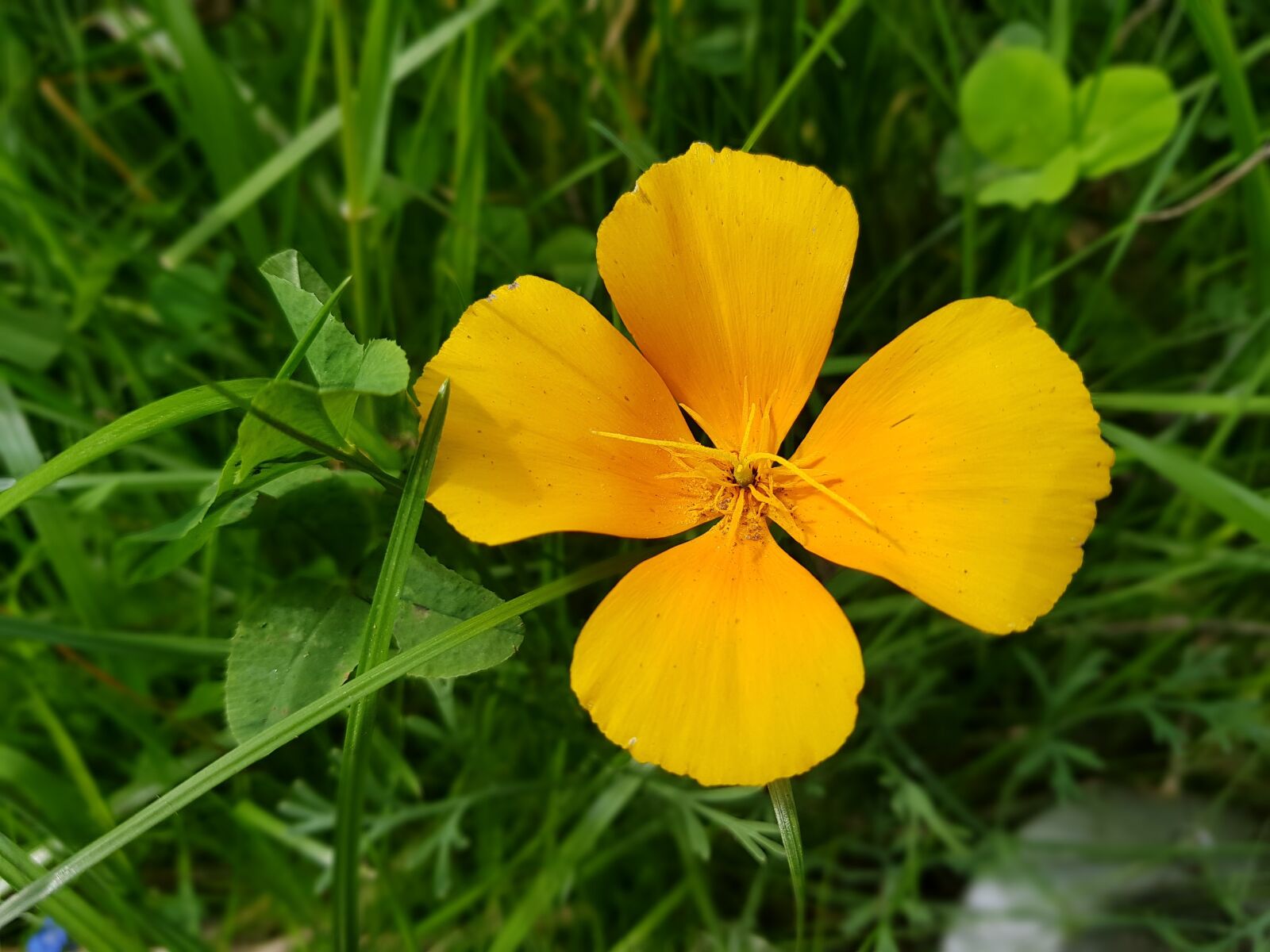 Samsung Galaxy S8+ sample photo. Yellow flower, summer, nature photography