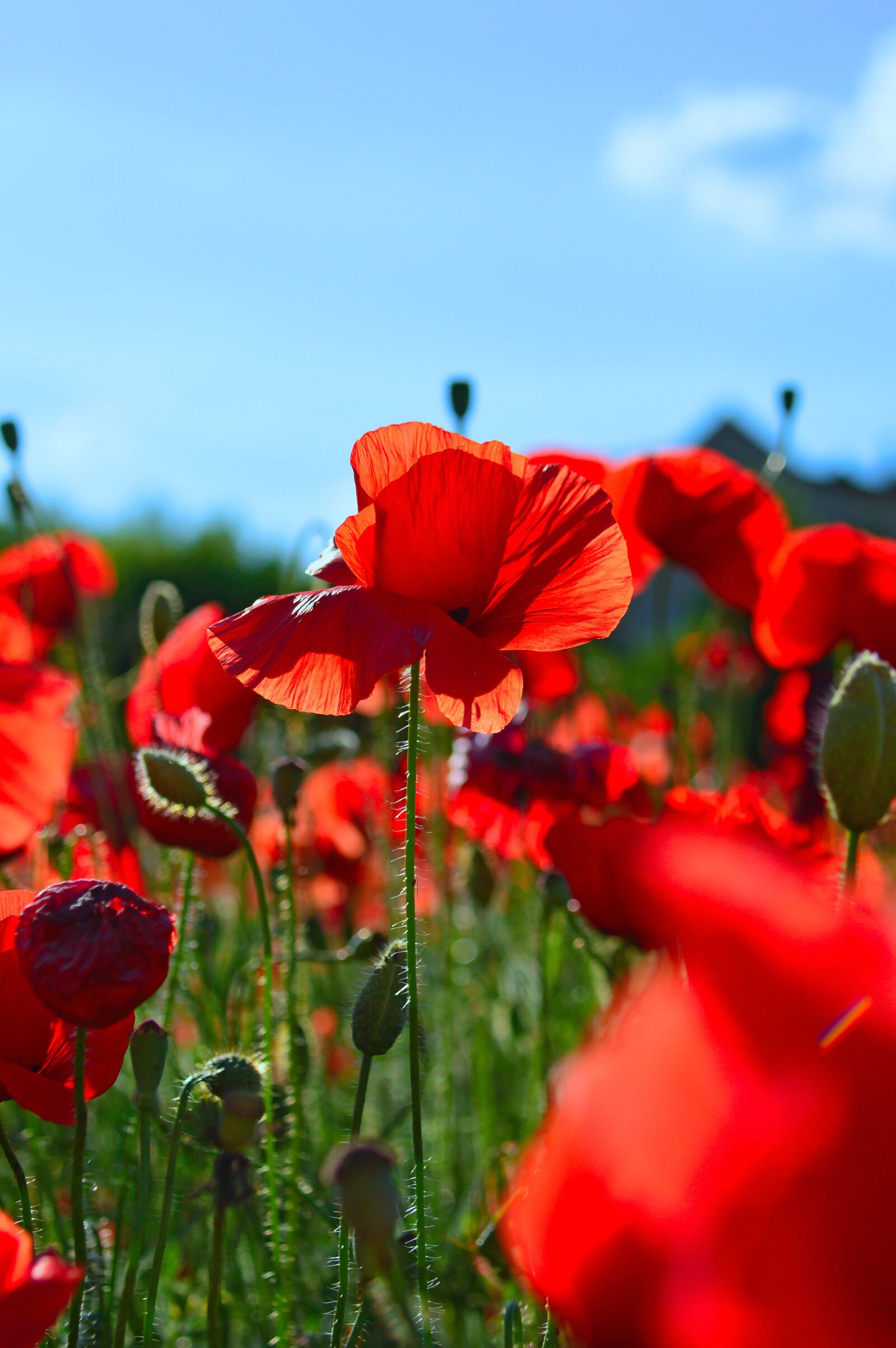 Nikon D3200 sample photo. Red, red poppy, poppy photography
