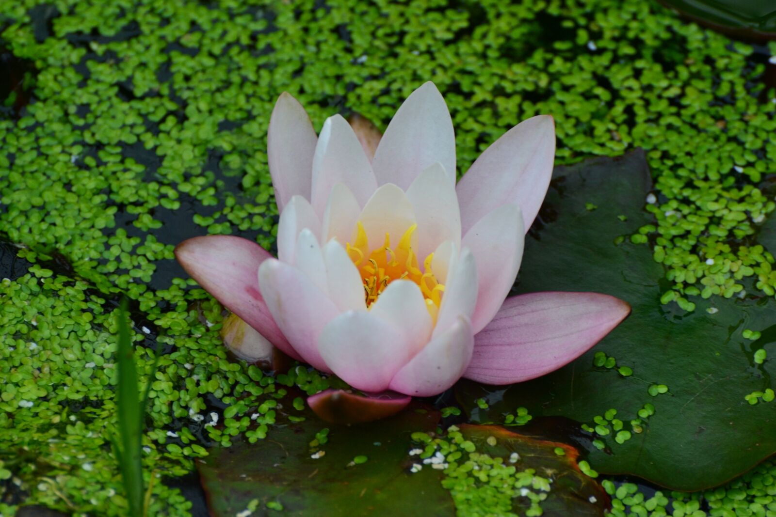 Nikon D3100 sample photo. Waterlily, summer, flower photography