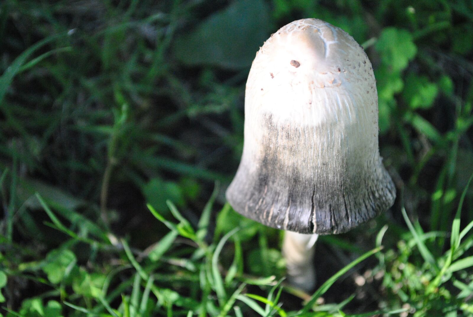 Nikon D3000 sample photo. Fungus, nature, forest photography