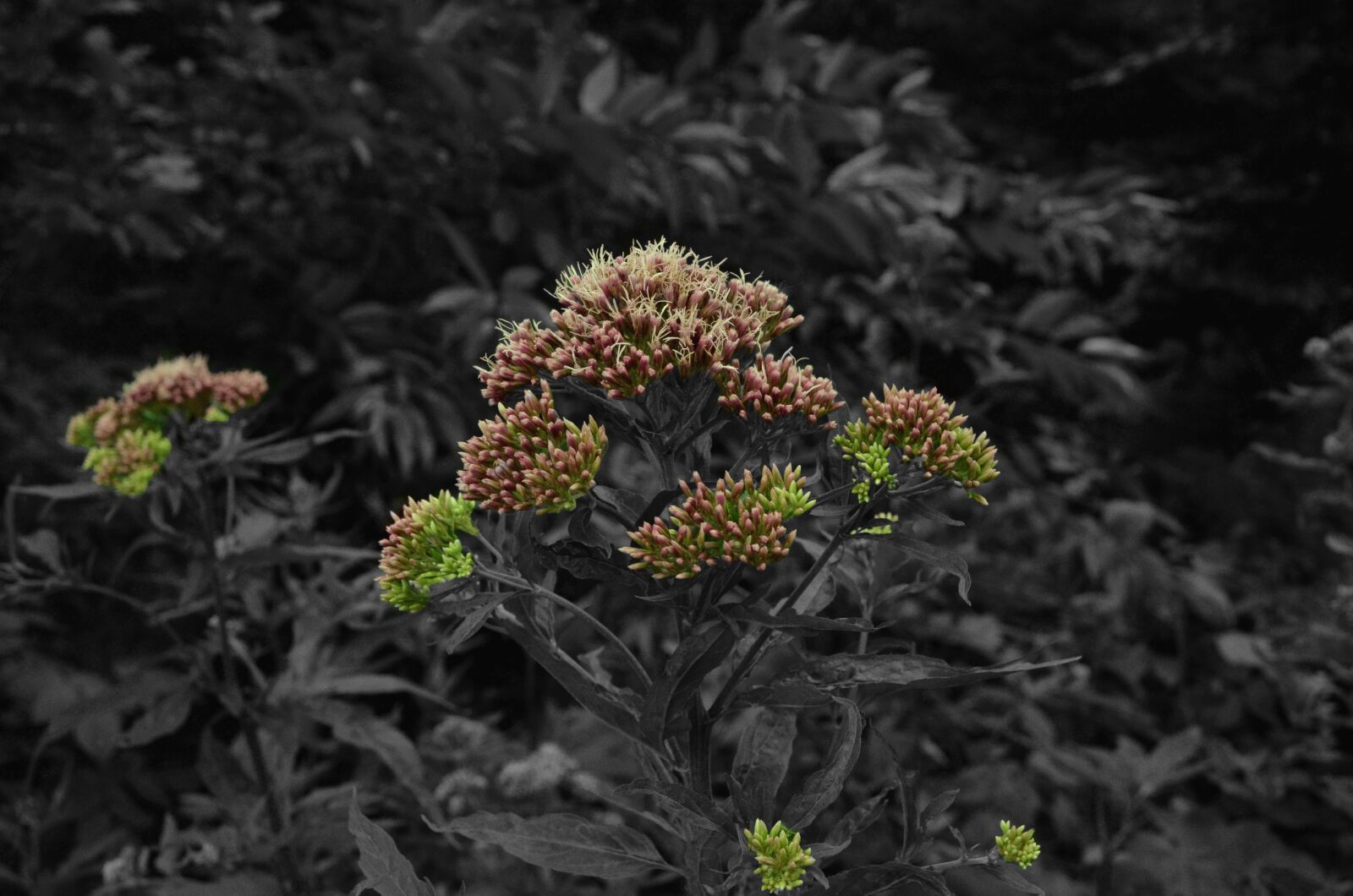 Nikon D5100 sample photo. Igpost07072020, flower, forest photography