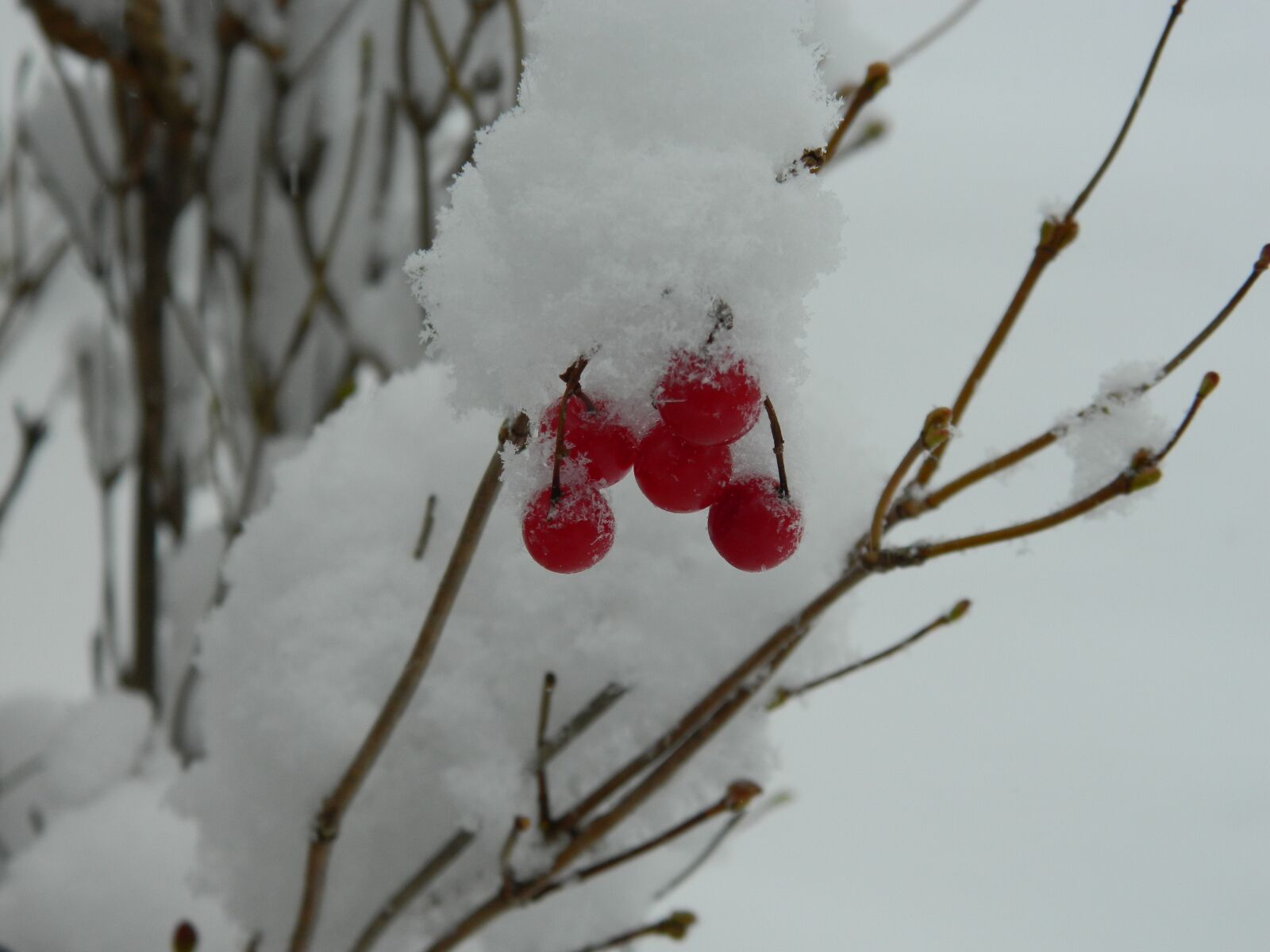 Nikon COOLPIX L310 sample photo. Winter, snow, red berries photography