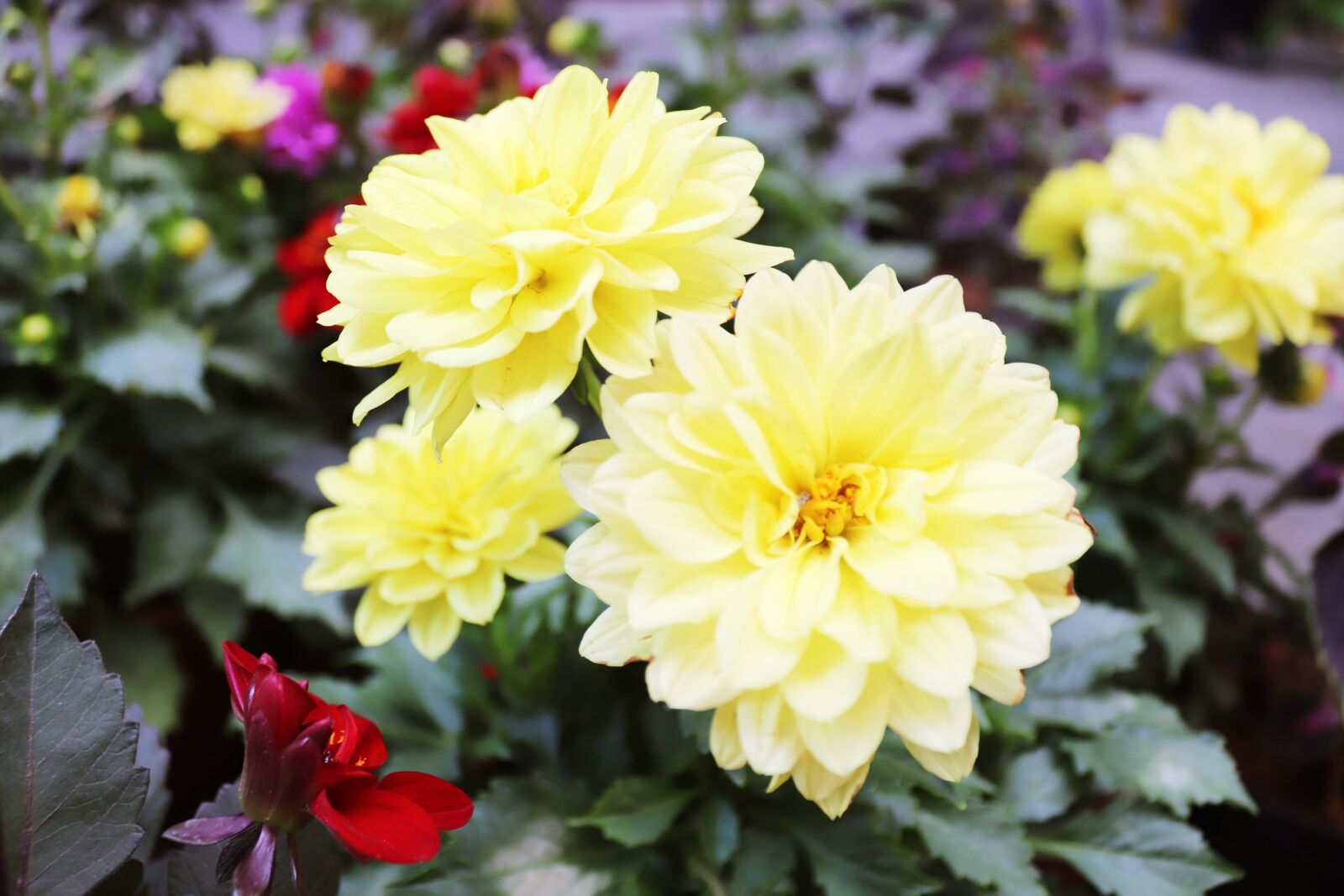 Canon EOS 200D (EOS Rebel SL2 / EOS Kiss X9) sample photo. Flower, yellow, cotton photography
