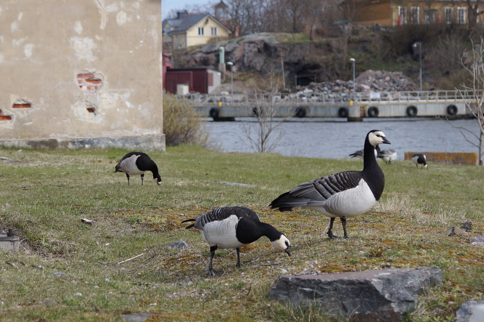 Sony SLT-A58 + Sony DT 16-50mm F2.8 SSM sample photo. Geese, canadian goose, goose photography