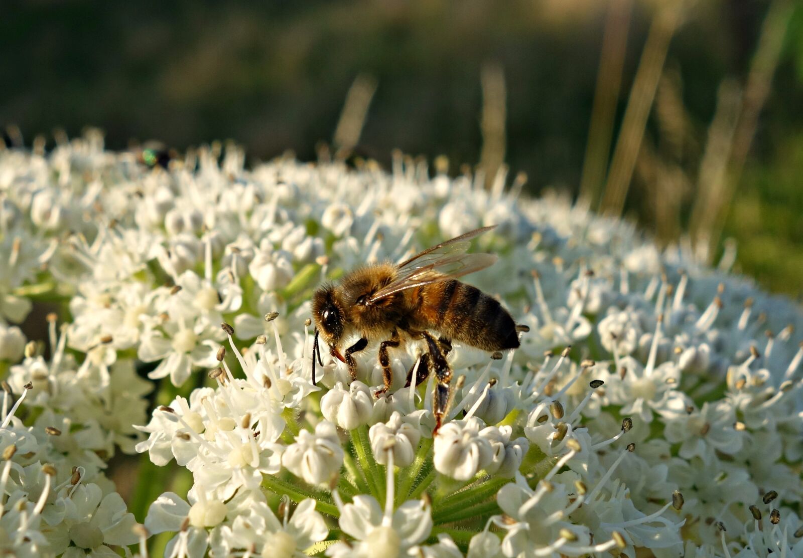 Sony Cyber-shot DSC-RX100 sample photo. Bee, honey bee, insect photography