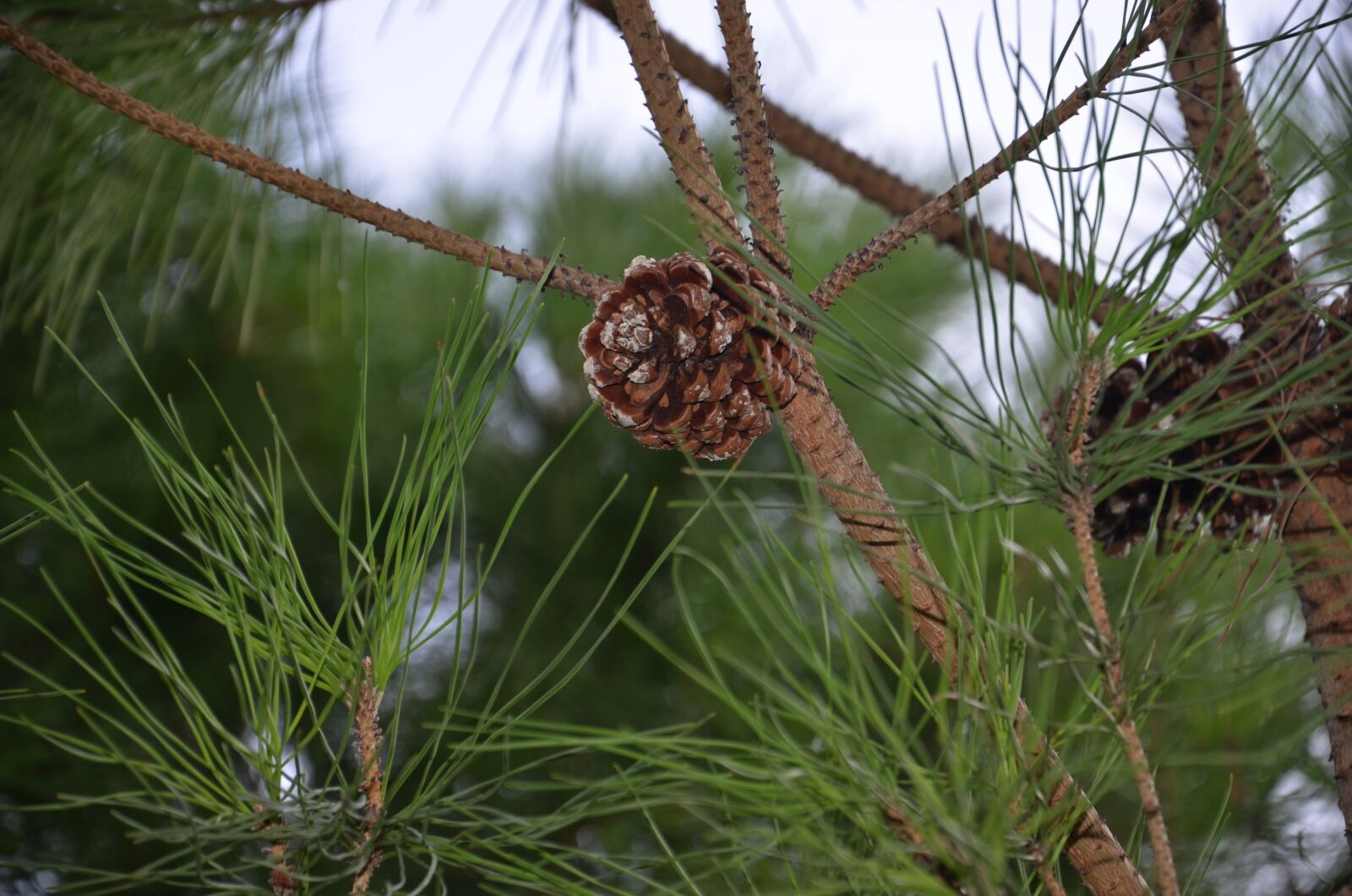 Nikon D7000 sample photo. Tree, pine, cone photography