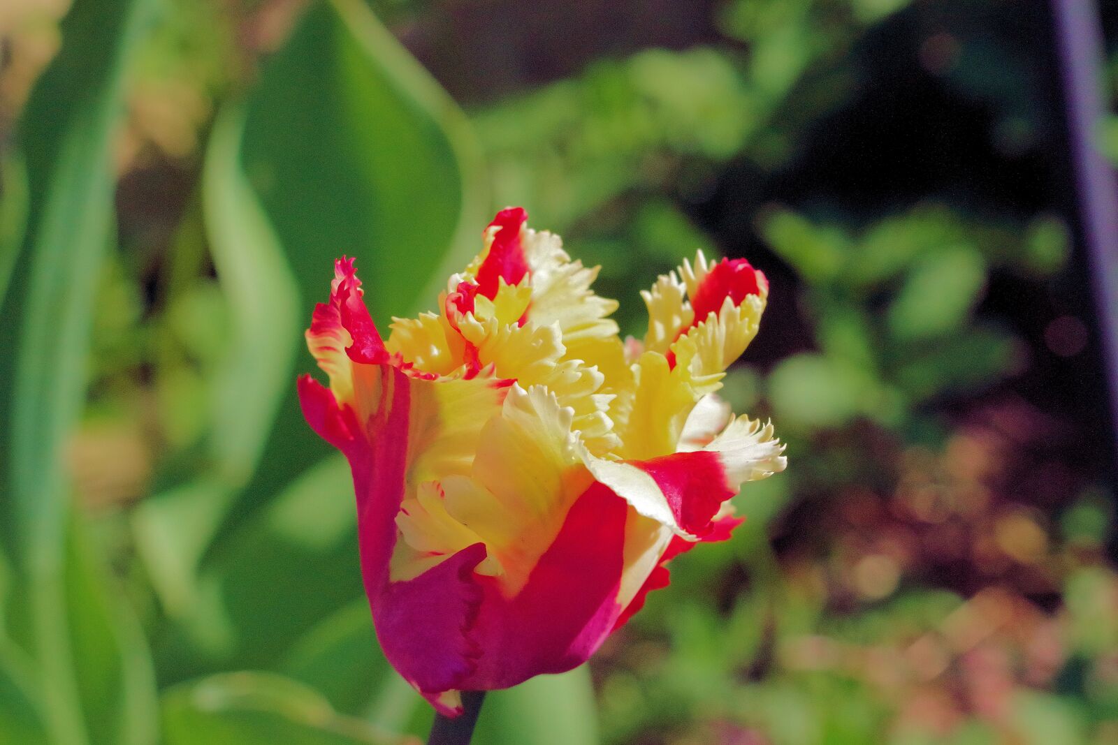 Pentax K-70 sample photo. Tulip, flower, spring photography