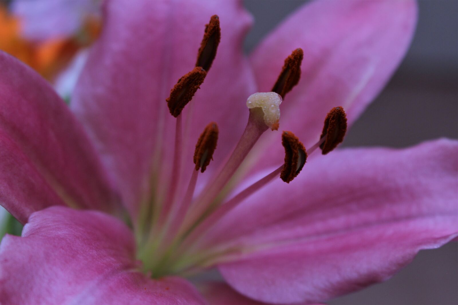 Canon EOS 100D (EOS Rebel SL1 / EOS Kiss X7) sample photo. Macro, texture, flower photography
