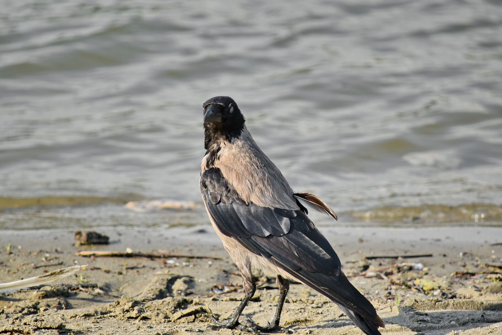 Nikon D5500 sample photo. Beach, crow, portrait, shadow photography