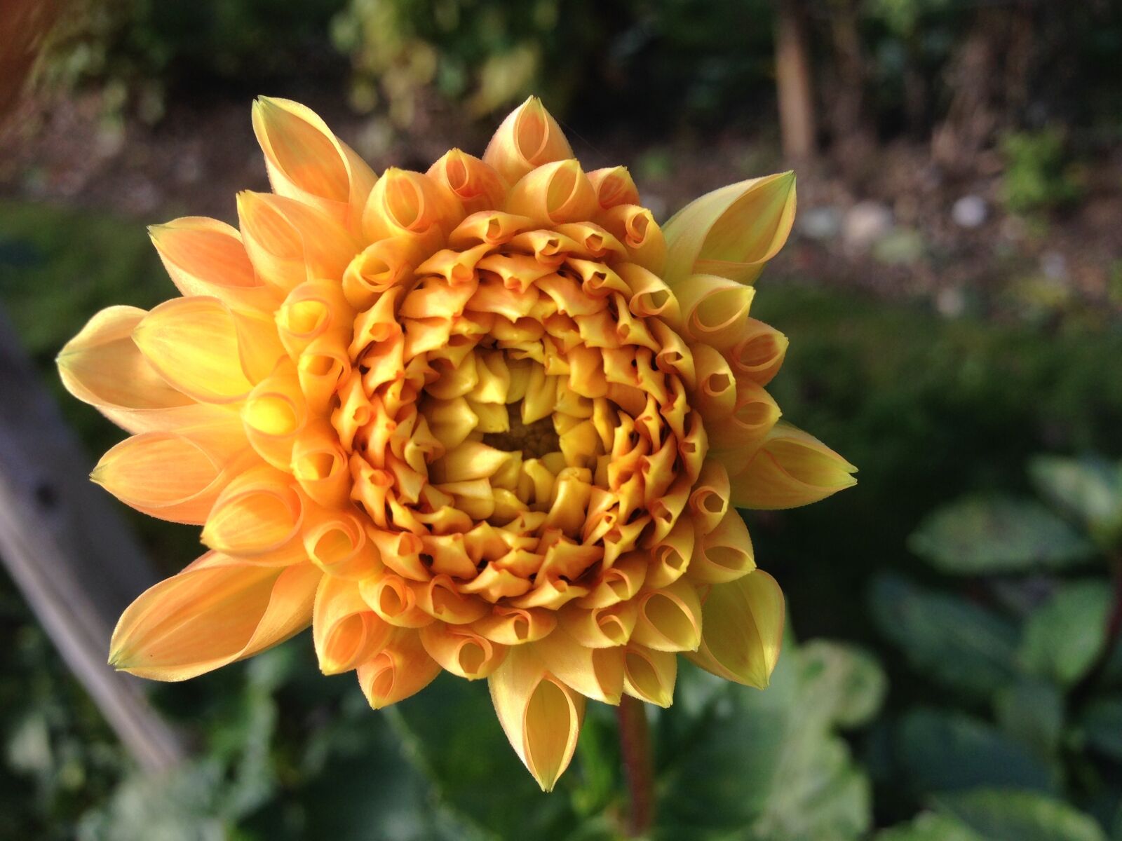 iPhone 5 back camera 4.12mm f/2.4 sample photo. Dahlia, flower, yellow photography