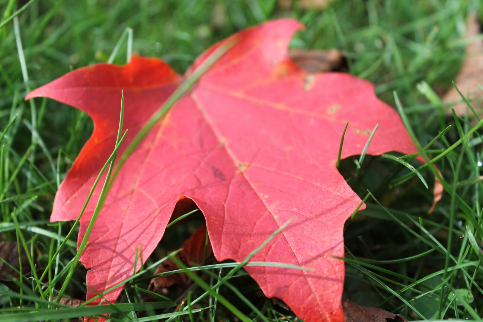 Canon EOS 1100D (EOS Rebel T3 / EOS Kiss X50) sample photo. Leaf, fall, autumn photography
