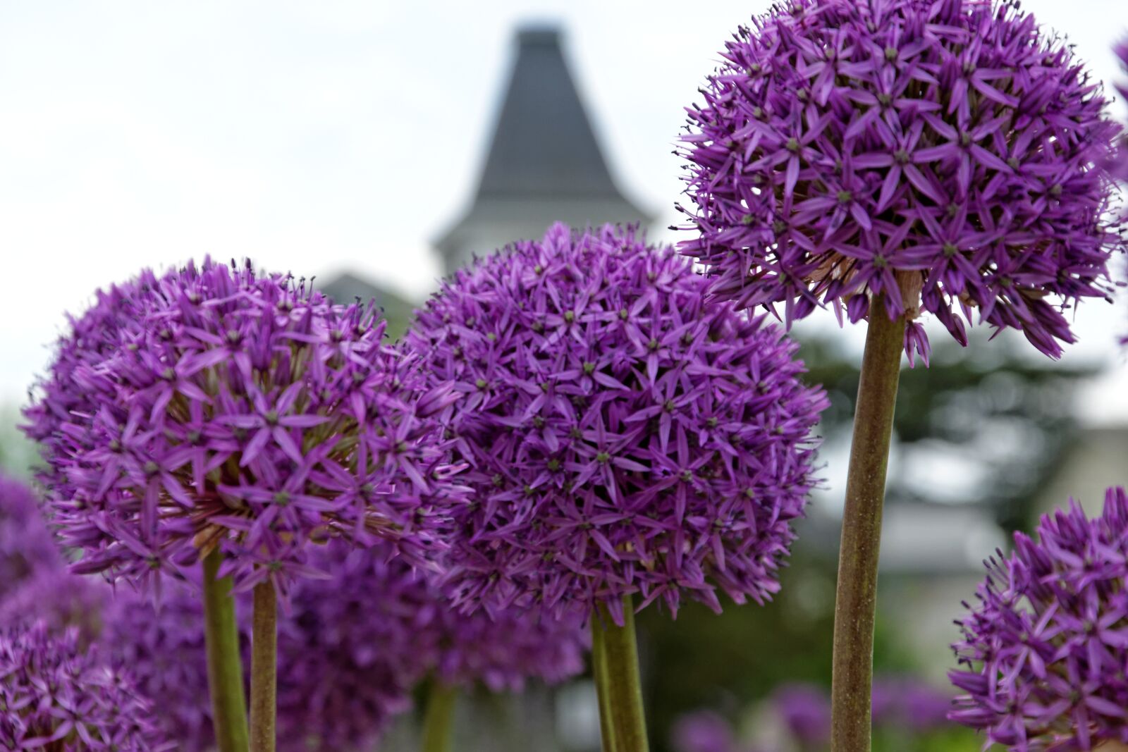 Nikon D5300 sample photo. Flowers, purple, ball photography