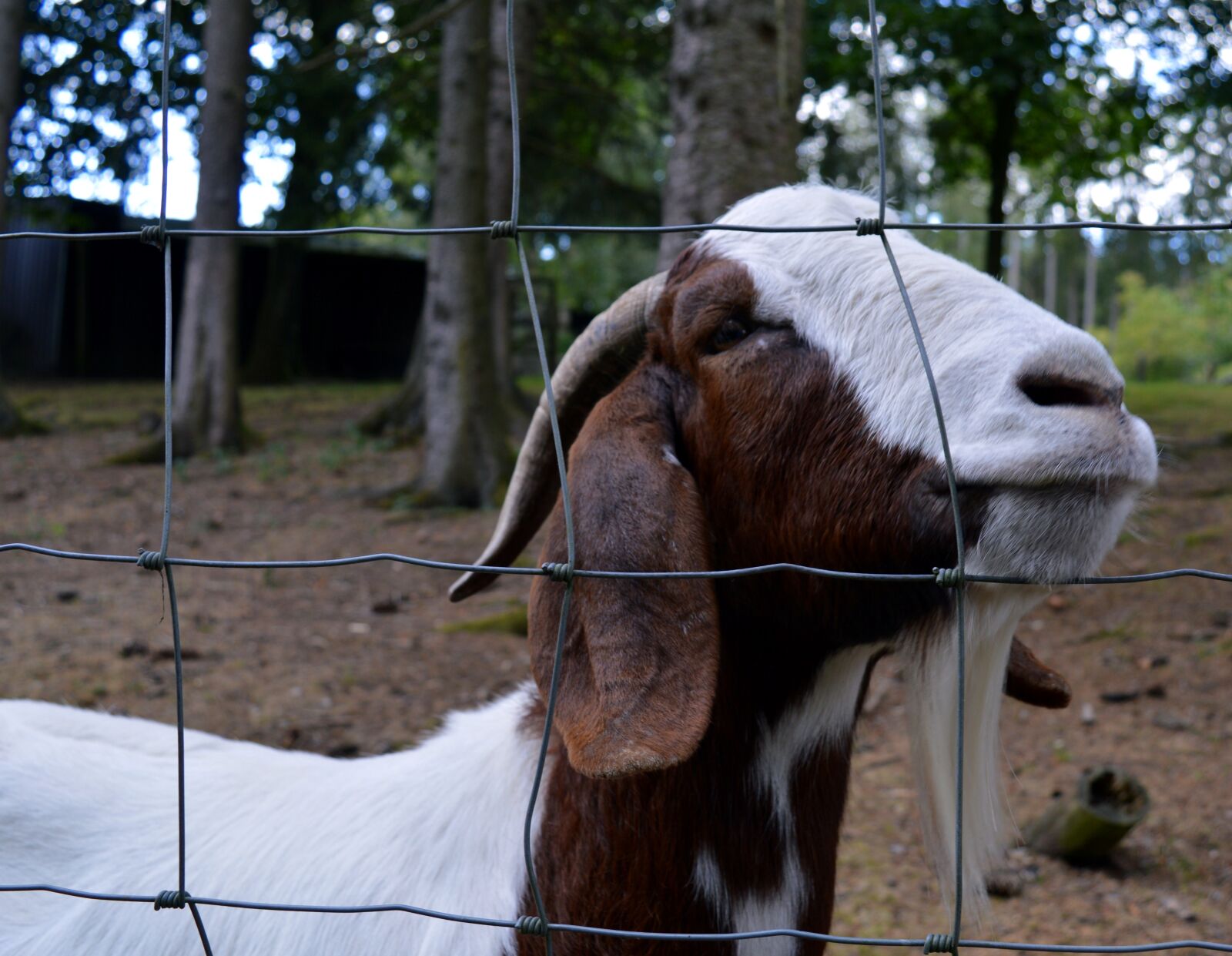 Nikon D3200 sample photo. Goat, billy goat, goatee photography