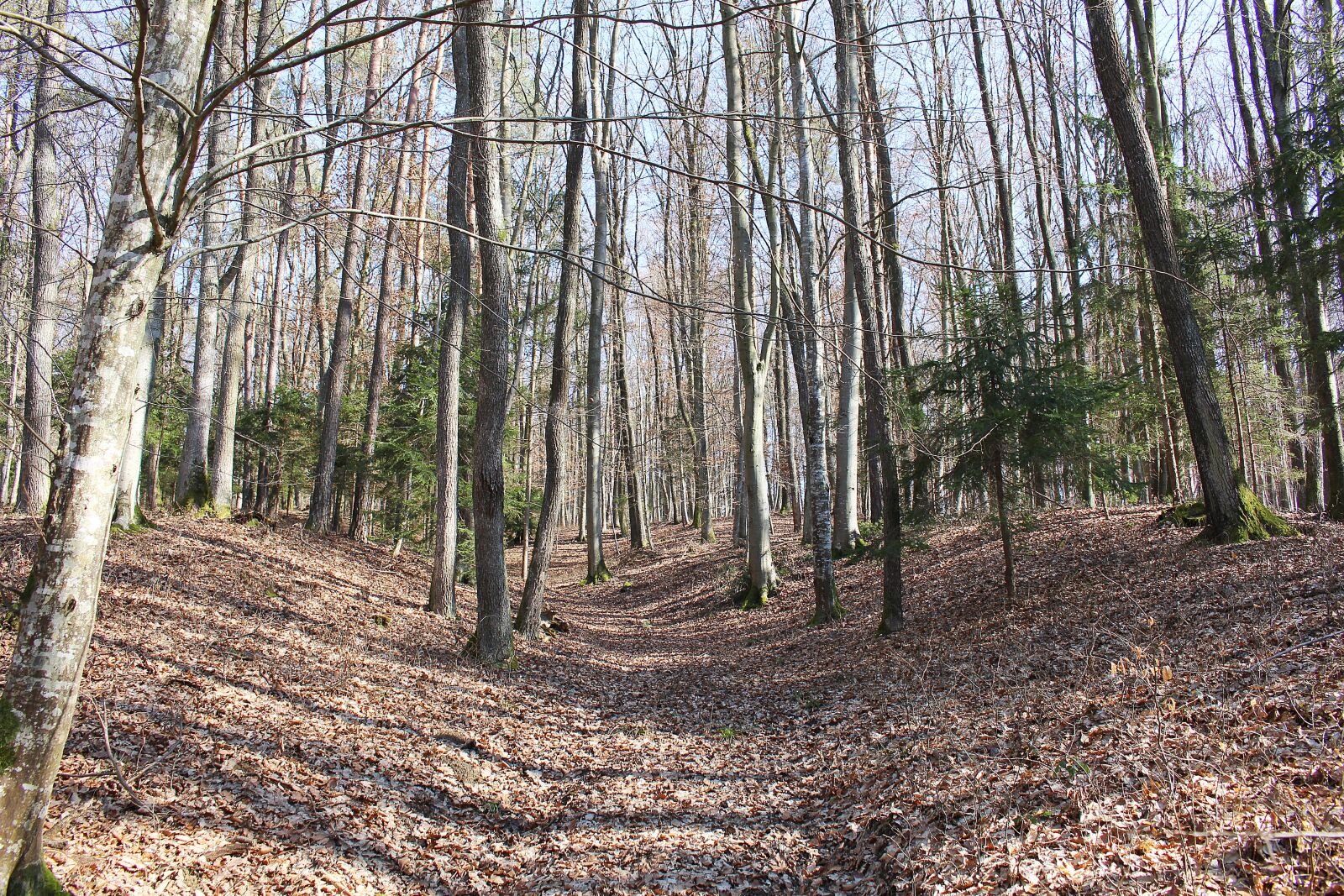 Canon EOS 100D (EOS Rebel SL1 / EOS Kiss X7) sample photo. Forest, trees, autumn forest photography