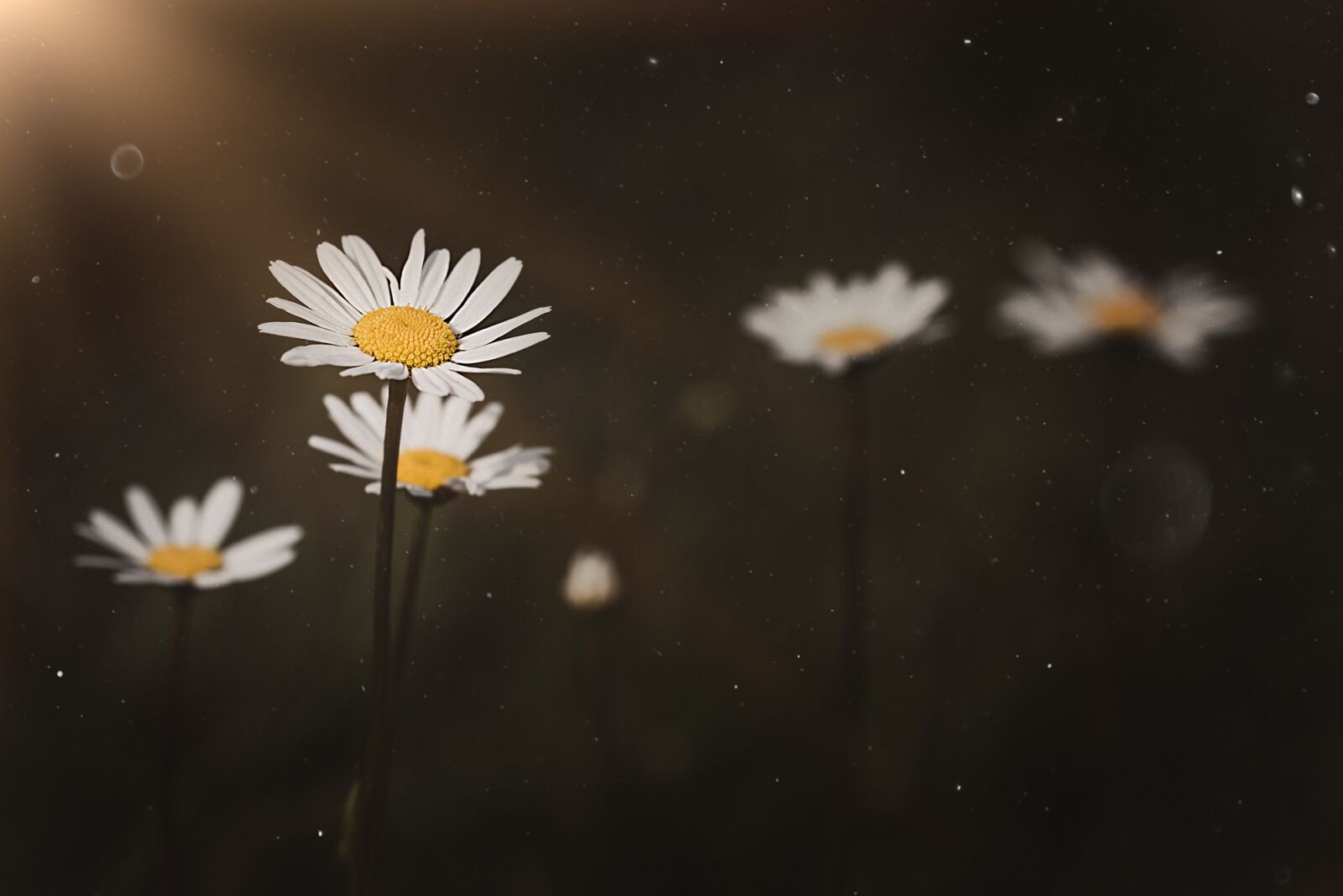 Nikon D750 sample photo. Daisy, pointed flower, nature photography