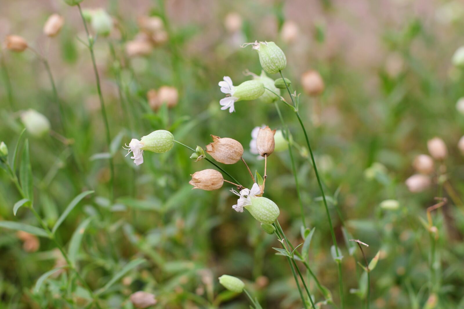 Canon EOS 60D + Canon EF 50mm F1.4 USM sample photo. Ordinary leimkraut, silene vulgaris photography