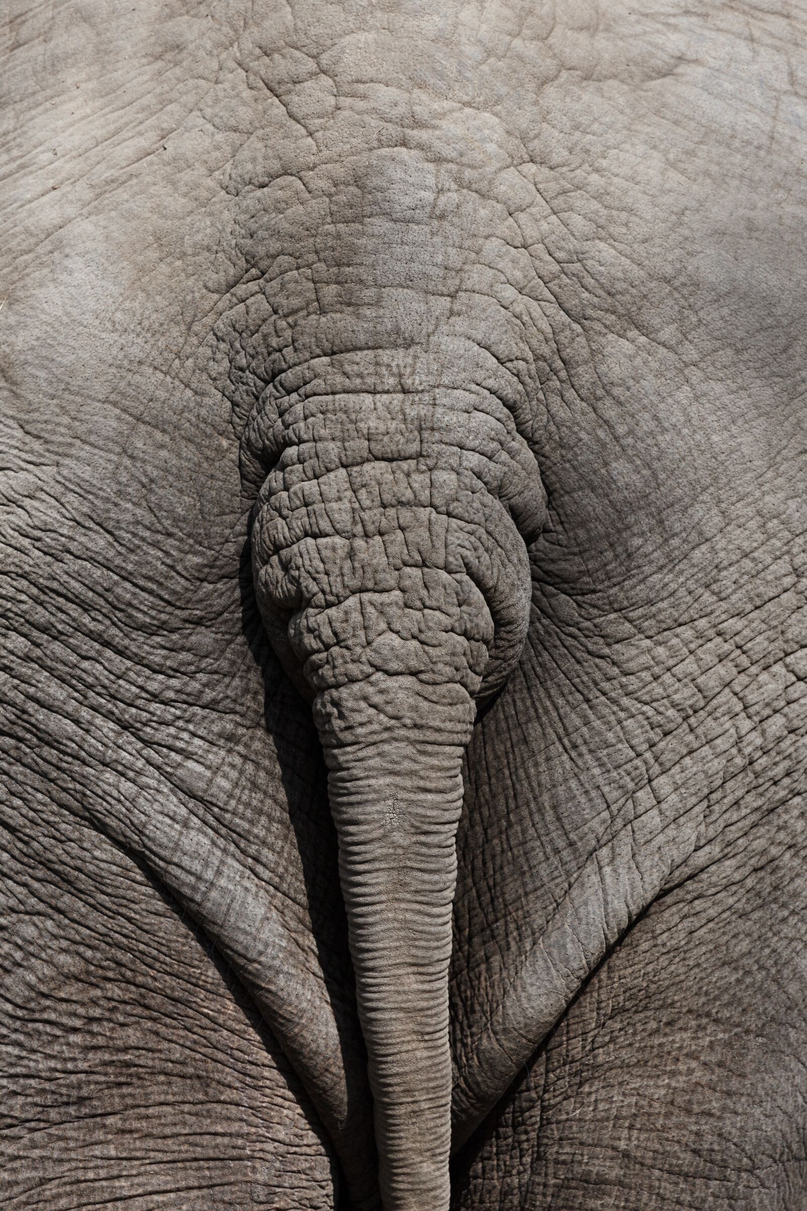 Canon EOS 5D Mark II sample photo. Elephant, s, tail, in photography