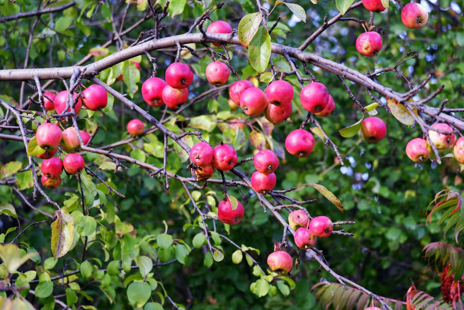 Fujifilm X-A5 sample photo. Tree, heavenly, apples photography