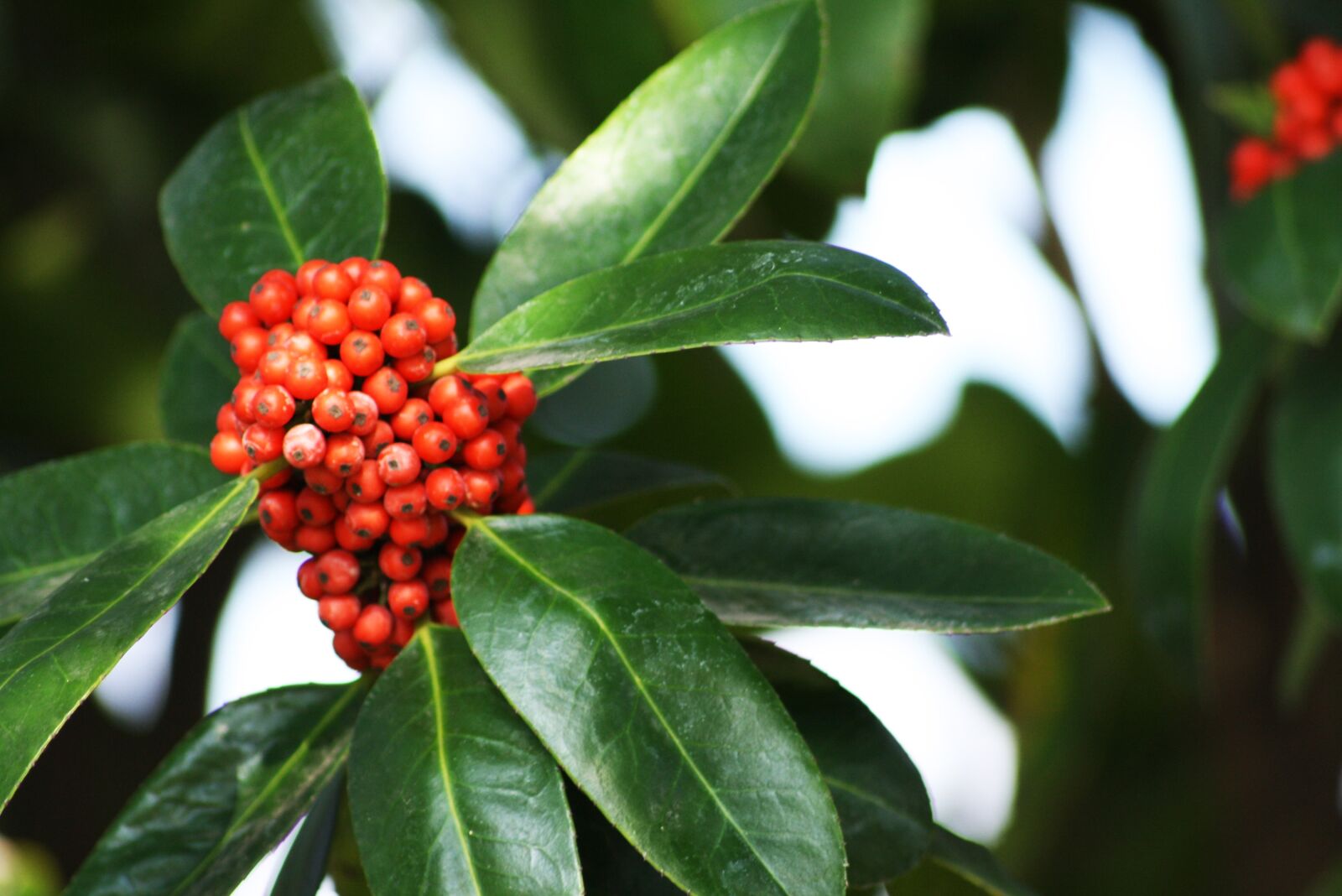 Canon EOS 1000D (EOS Digital Rebel XS / EOS Kiss F) sample photo. Berry, berries, red photography