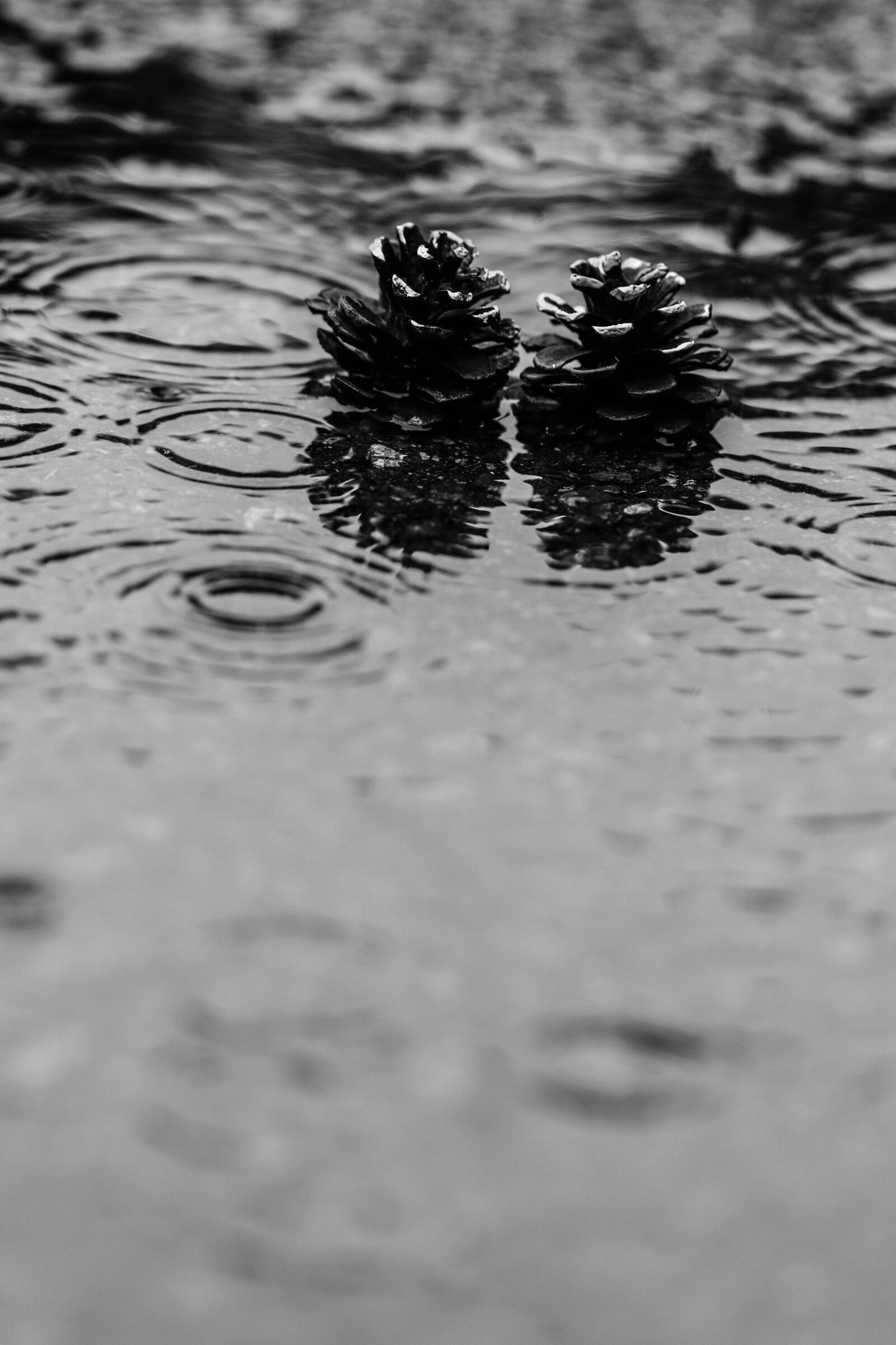 Canon EOS 7D Mark II sample photo. Pinecone, puddle, rain photography