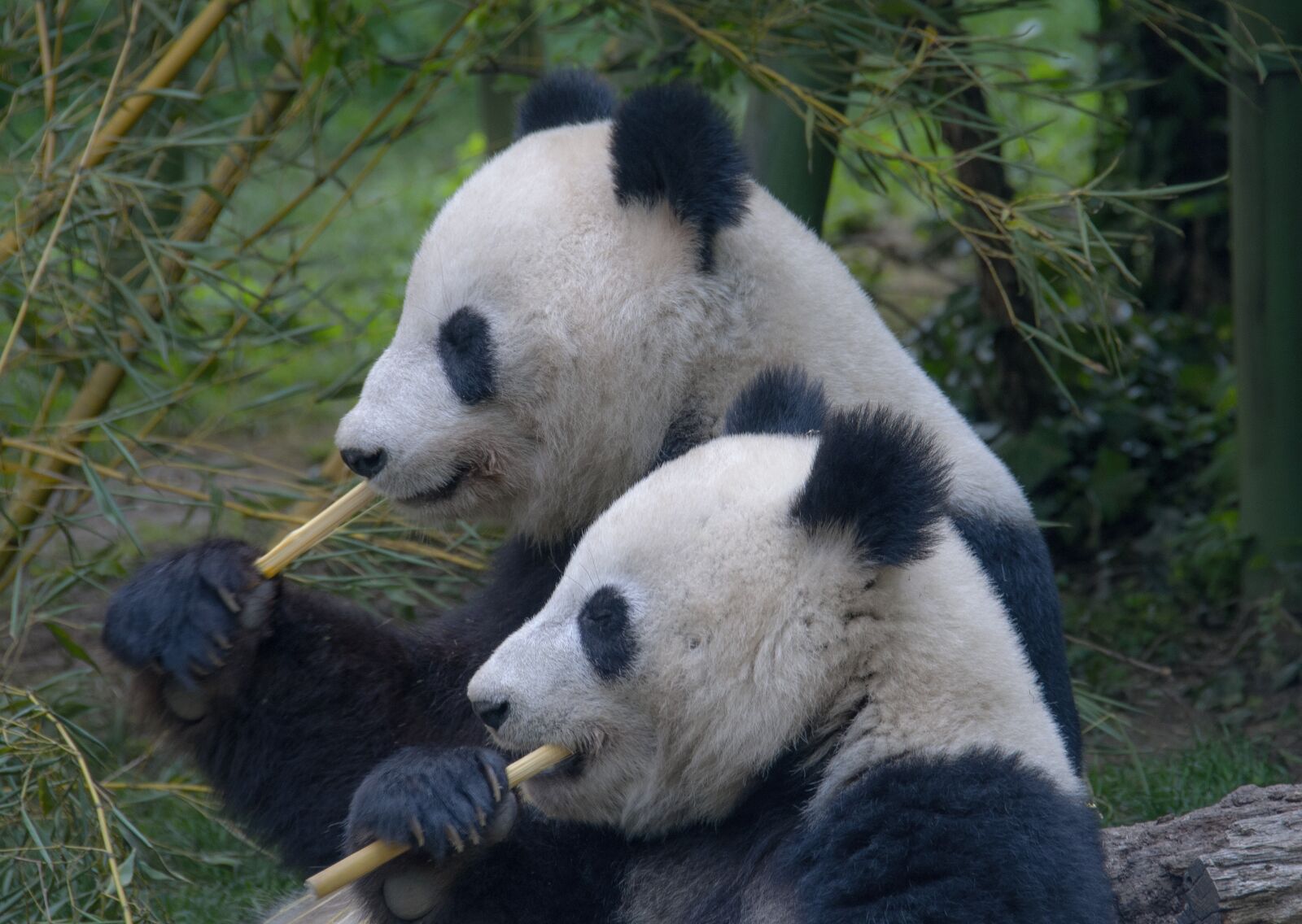 Nikon D300S sample photo. Panda, family, pandas photography