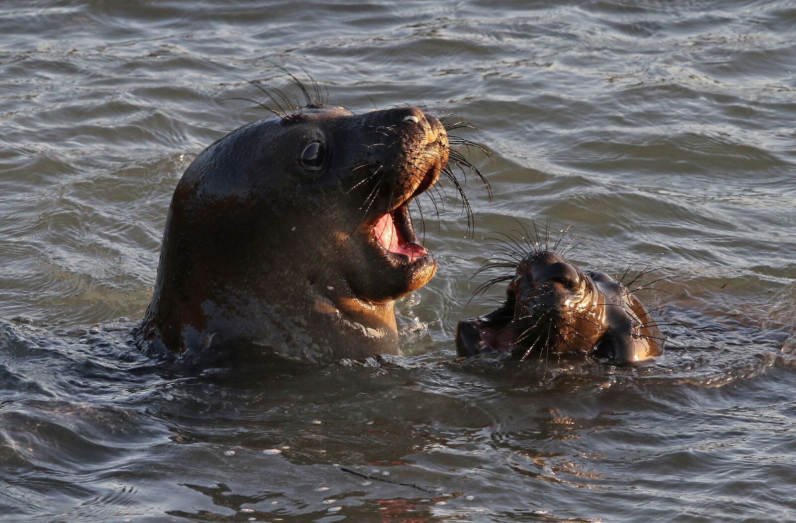 Canon EOS 7D Mark II + Canon EF 500mm F4L IS II USM sample photo. Seals, swimming, water photography