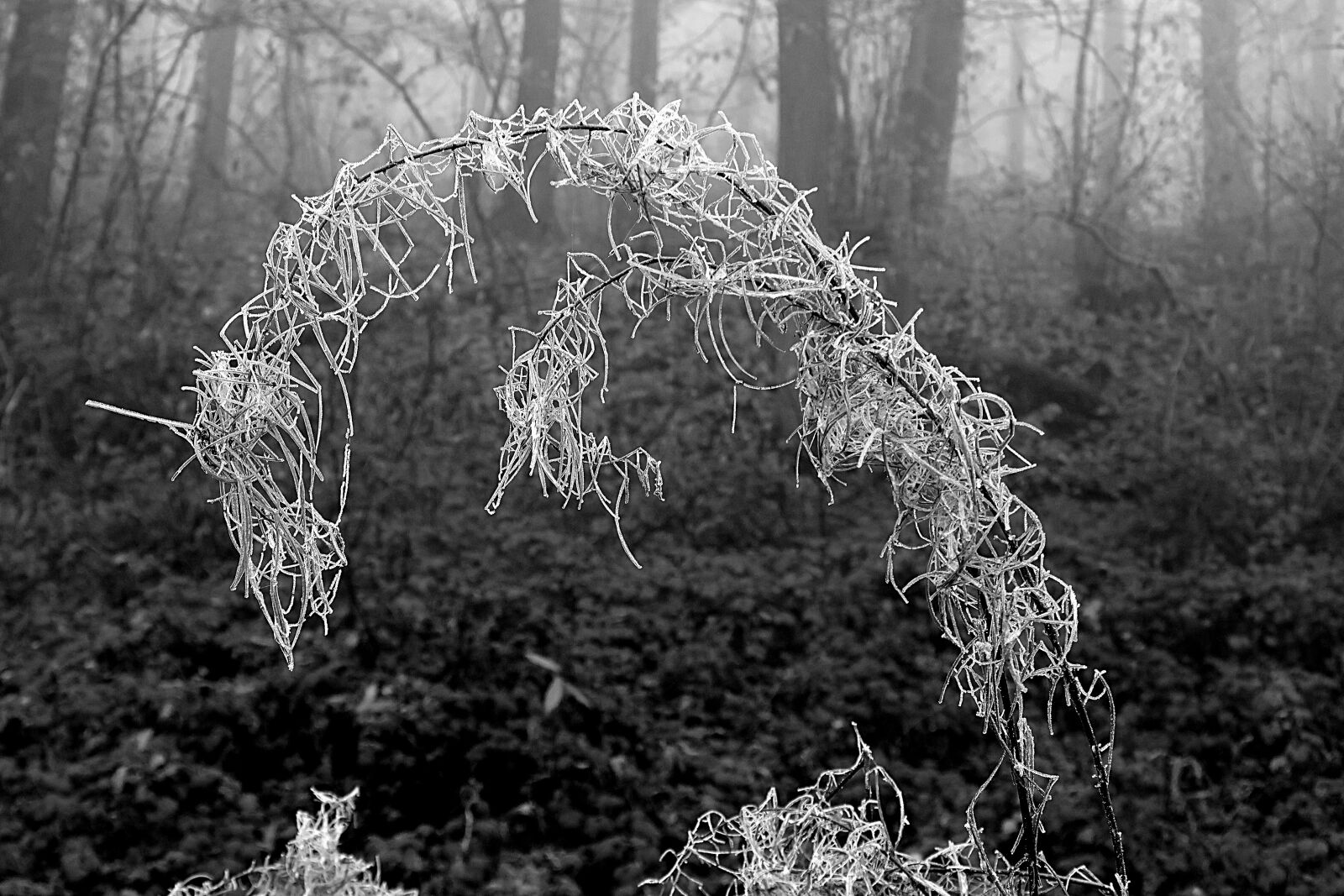 Canon PowerShot G7 X Mark II sample photo. Forest, trees, winter photography