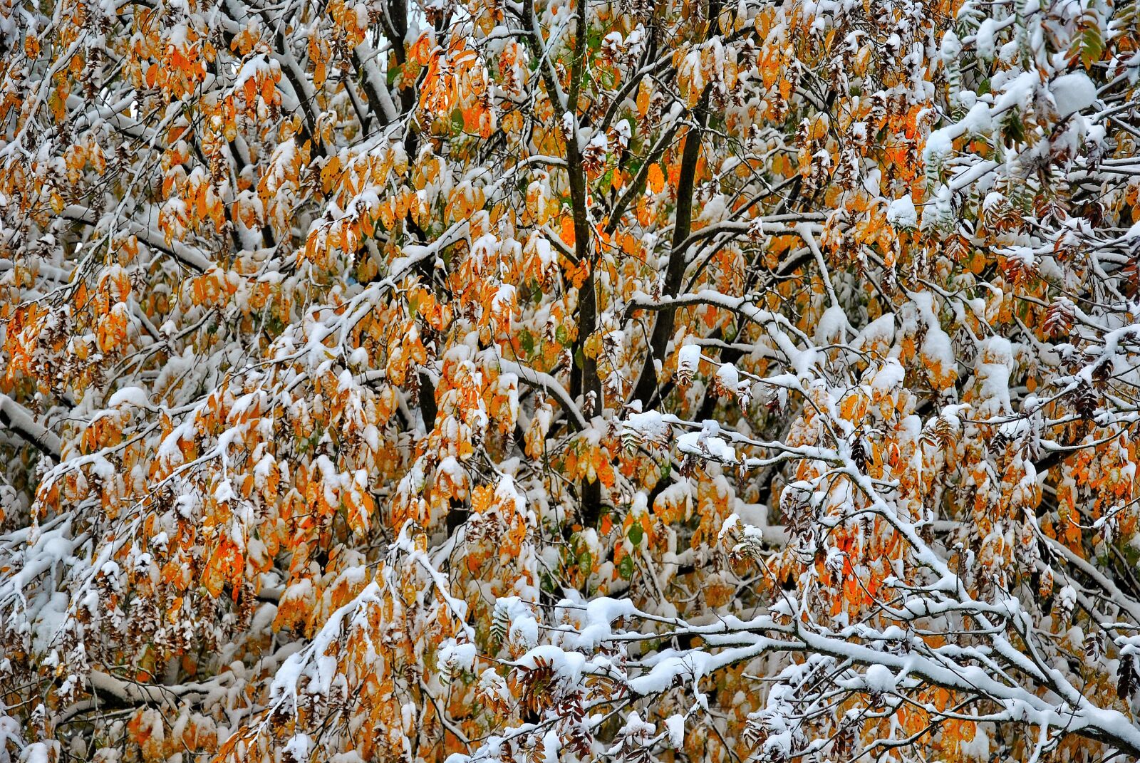 Nikon D3000 sample photo. Snow, cold, wintry photography