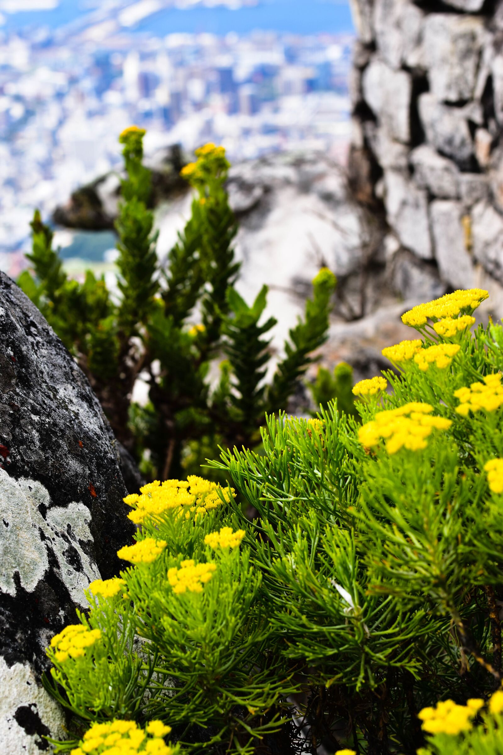Nikon D5500 sample photo. Table mountain, south africa photography