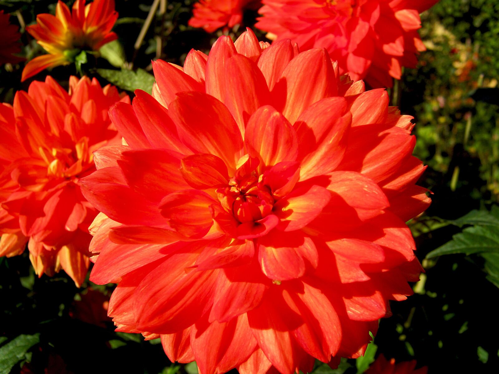 Canon PowerShot A495 sample photo. Dahlia, flowers, red photography