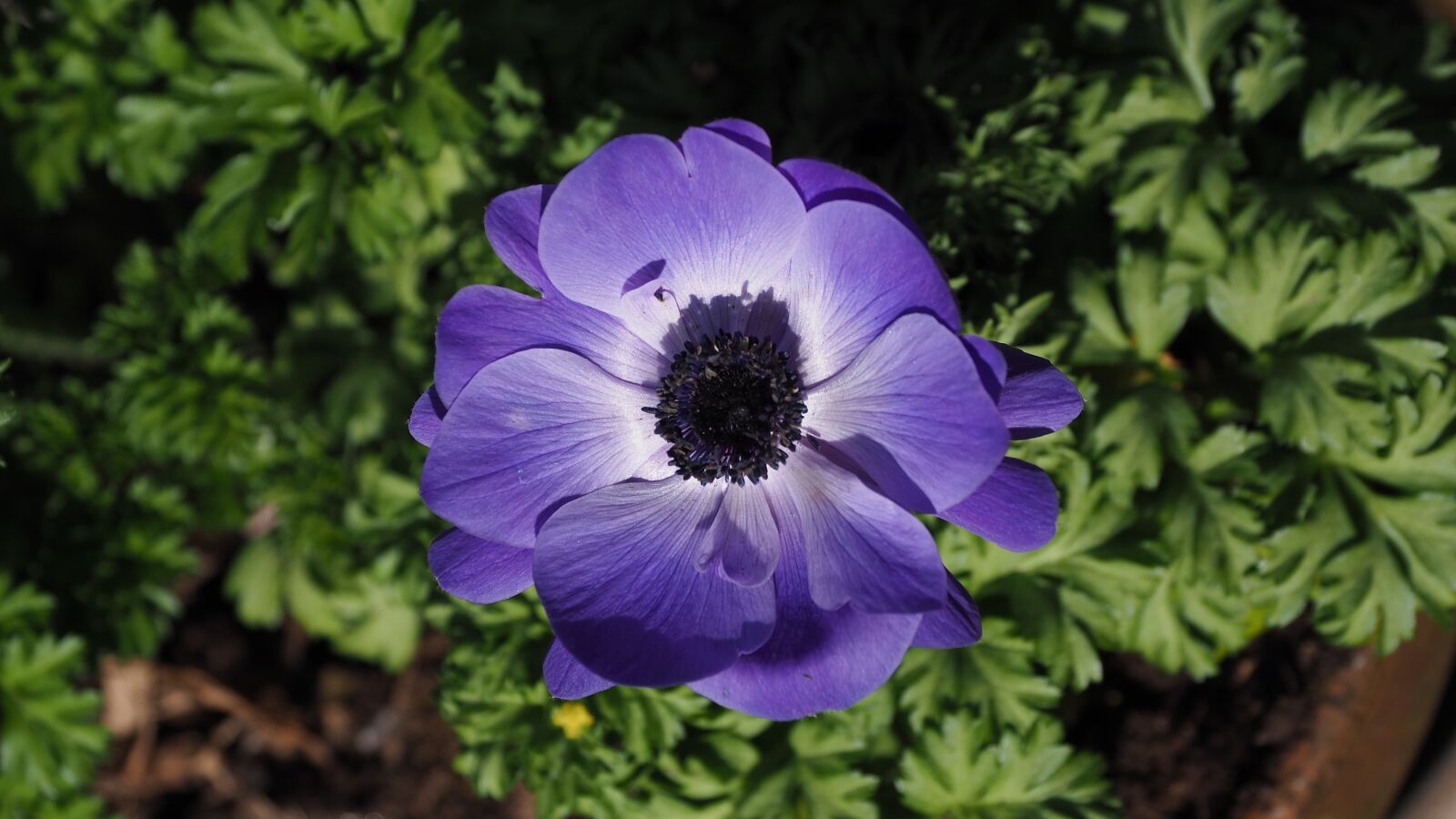 Olympus OM-D E-M10 II + Olympus M.Zuiko Digital ED 12-100mm F4.0 IS Pro sample photo. Anemone, flower, blue photography