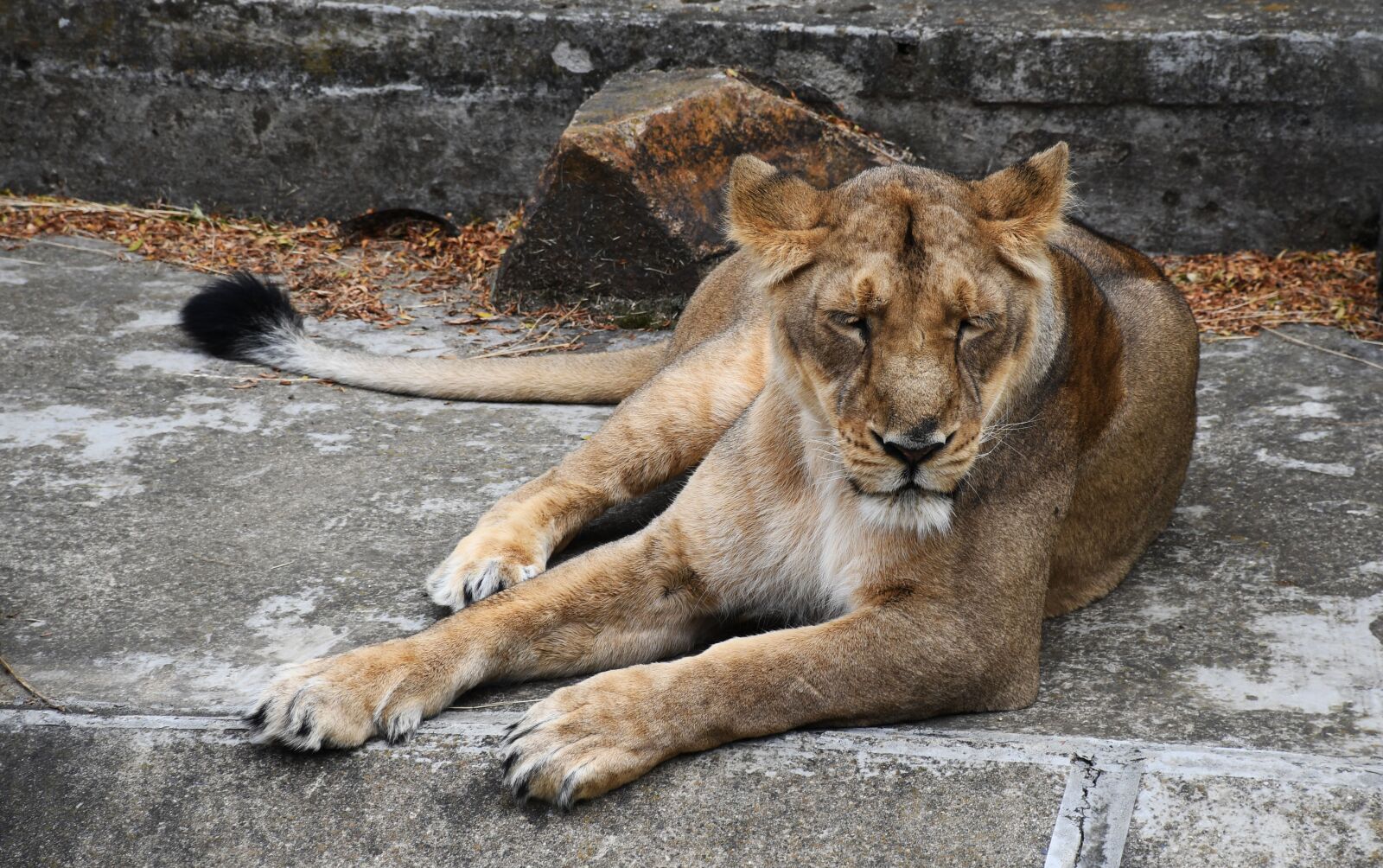 Nikon D7500 sample photo. Lioness, animal, cat photography