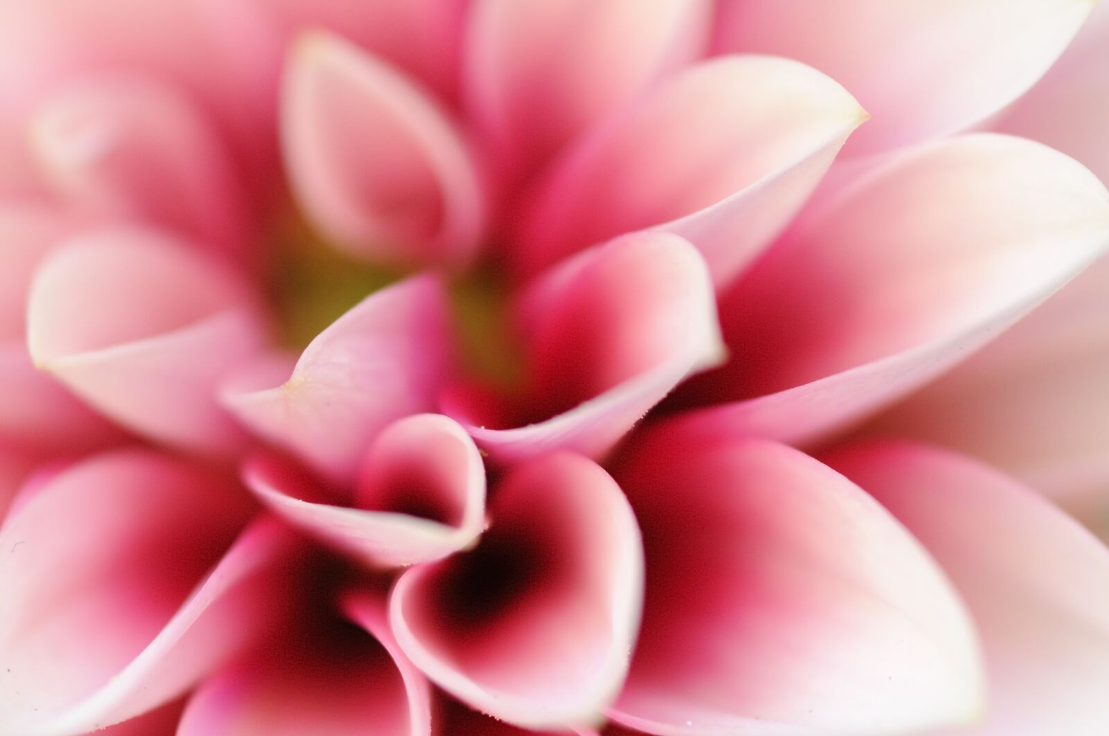Nikon D300S sample photo. Flower, pink flower, plant photography