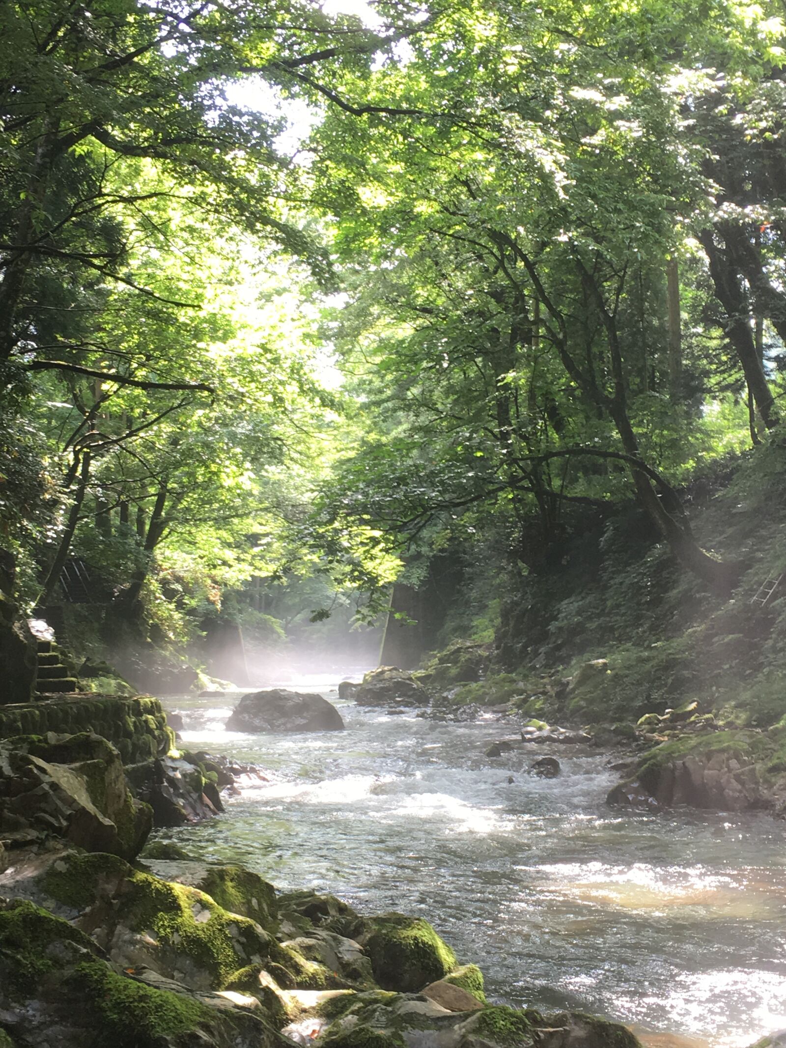 iPhone 6s back camera 4.15mm f/2.2 sample photo. 森, 清流, 水 photography