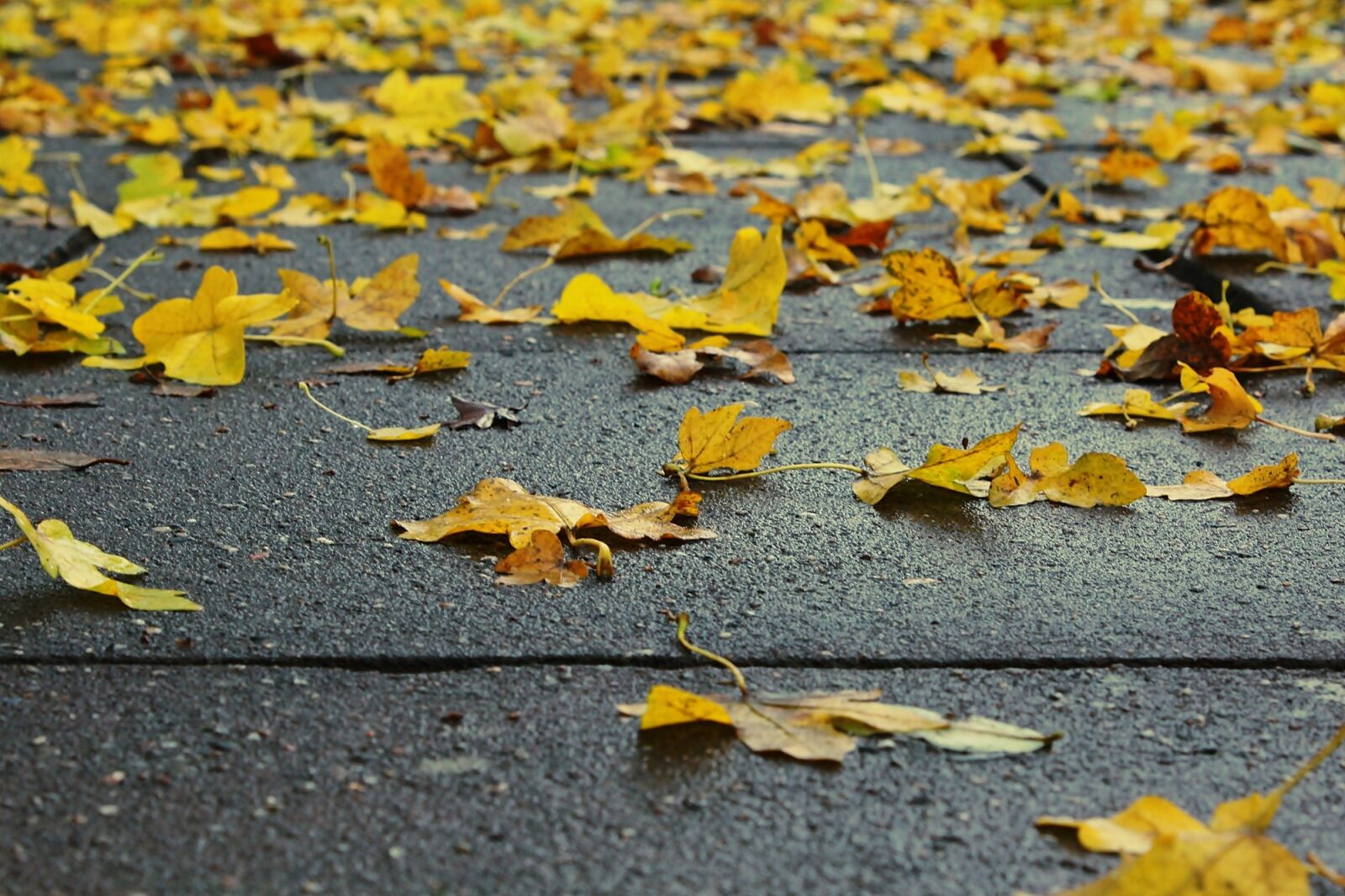 Canon EOS 1200D (EOS Rebel T5 / EOS Kiss X70 / EOS Hi) sample photo. Leaves, nature, autumn photography
