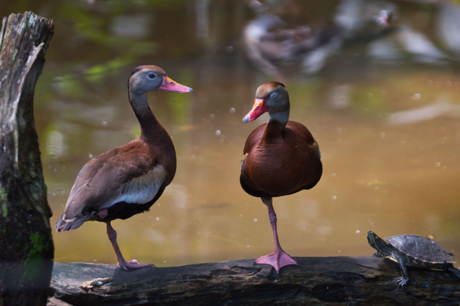 Nikon D3200 sample photo. Duck, bird, costa rica photography