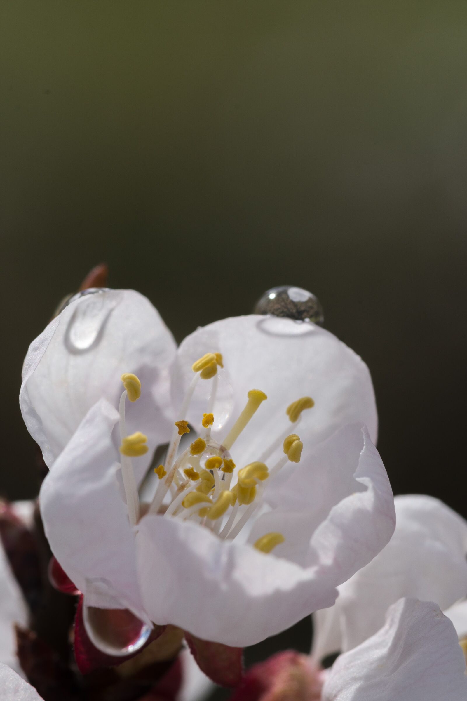 Nikon D7200 sample photo. Flower, nature, plant photography