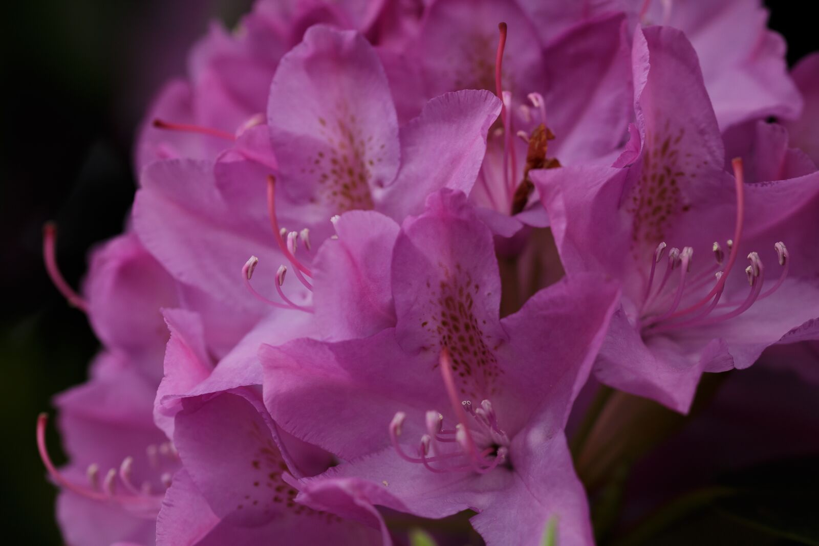 Canon EOS 70D sample photo. Flower, blossom, bloom photography