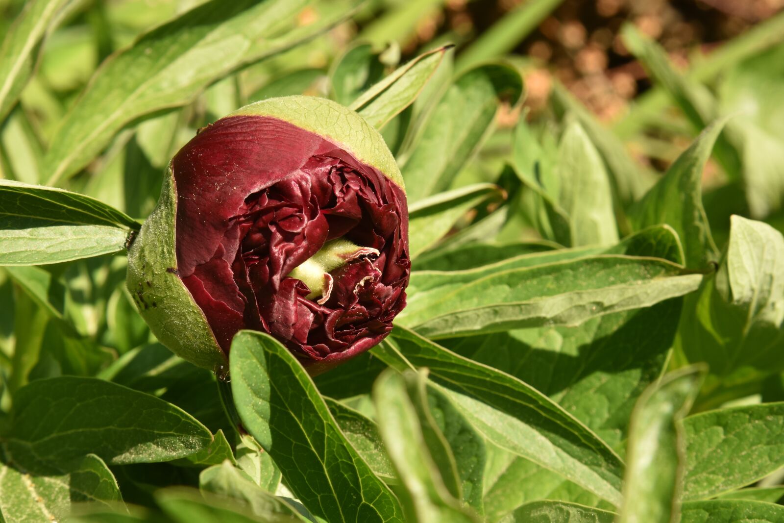 Nikon D810 sample photo. Flower, peony, blossom photography