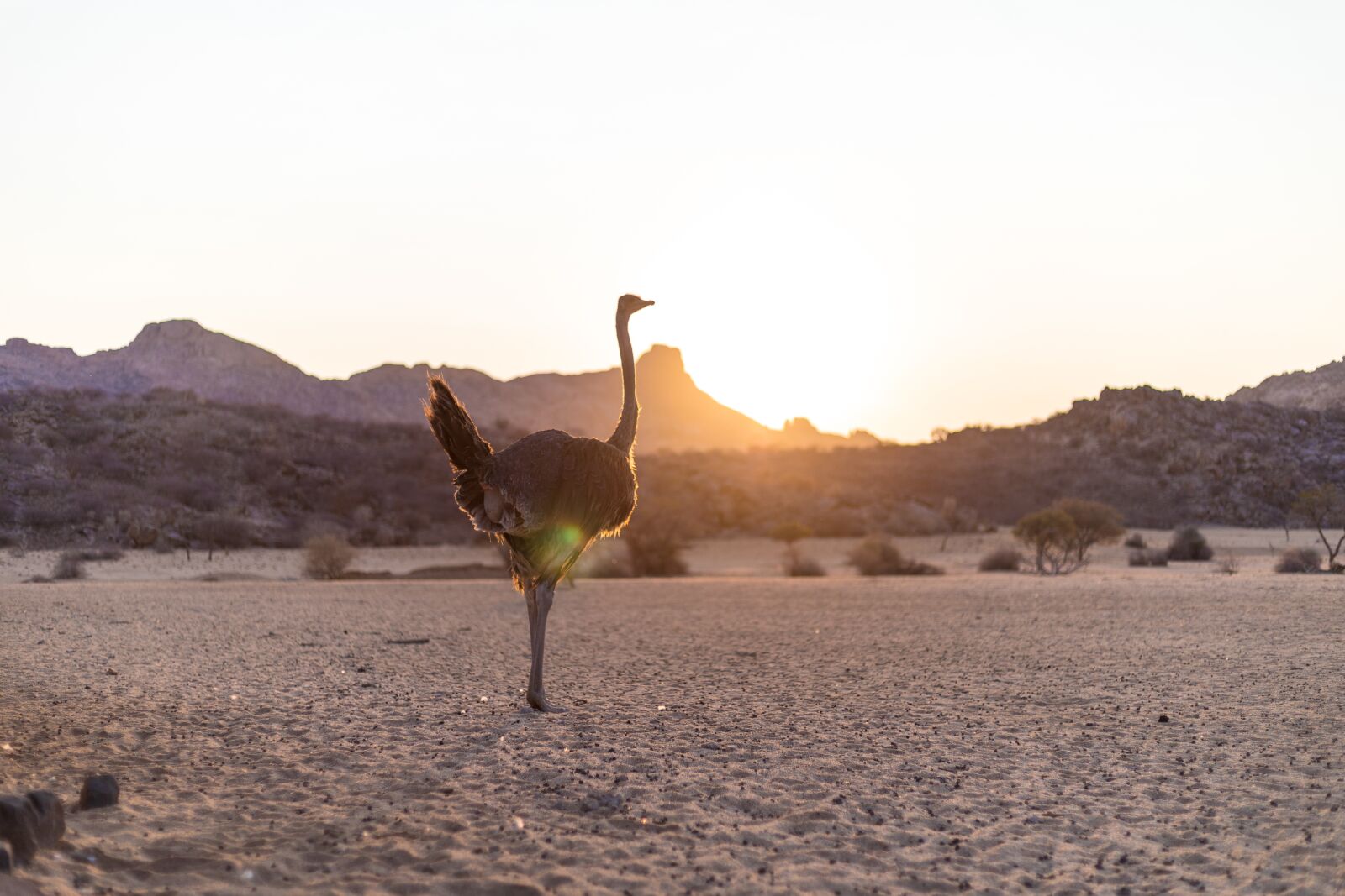 Canon EF 50mm F1.8 STM sample photo. Strauss, bird bouquet, sunset photography