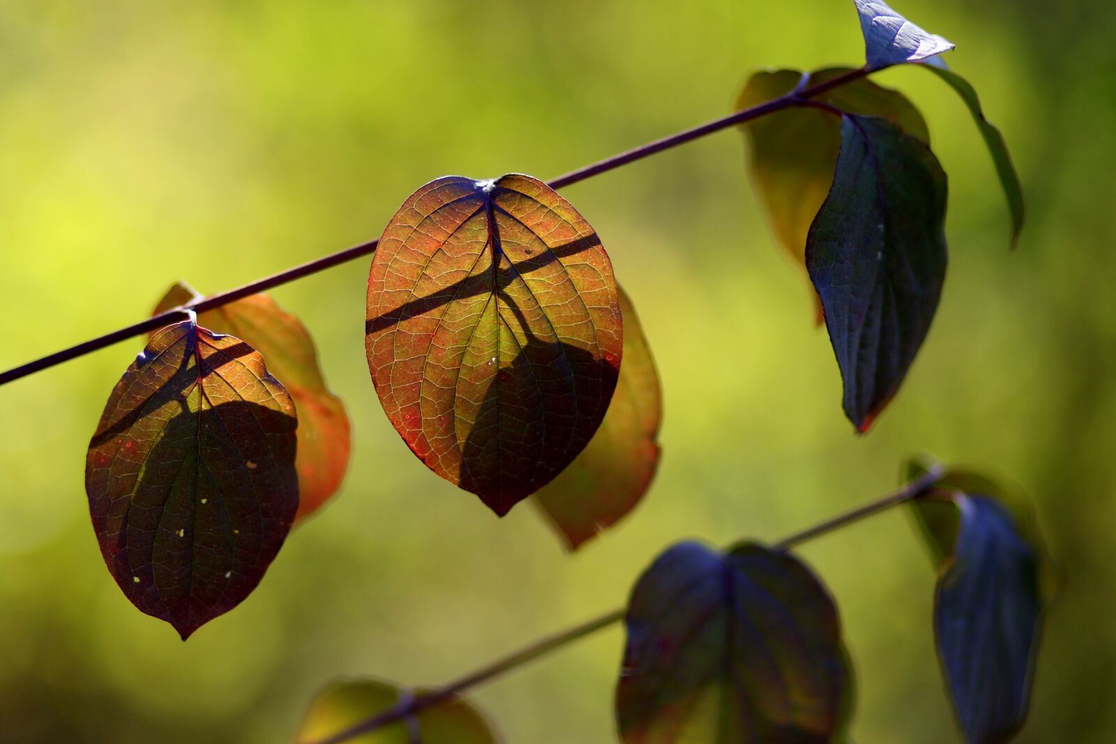 Canon EF 85mm F1.8 USM sample photo. Leaves, yellow, red photography