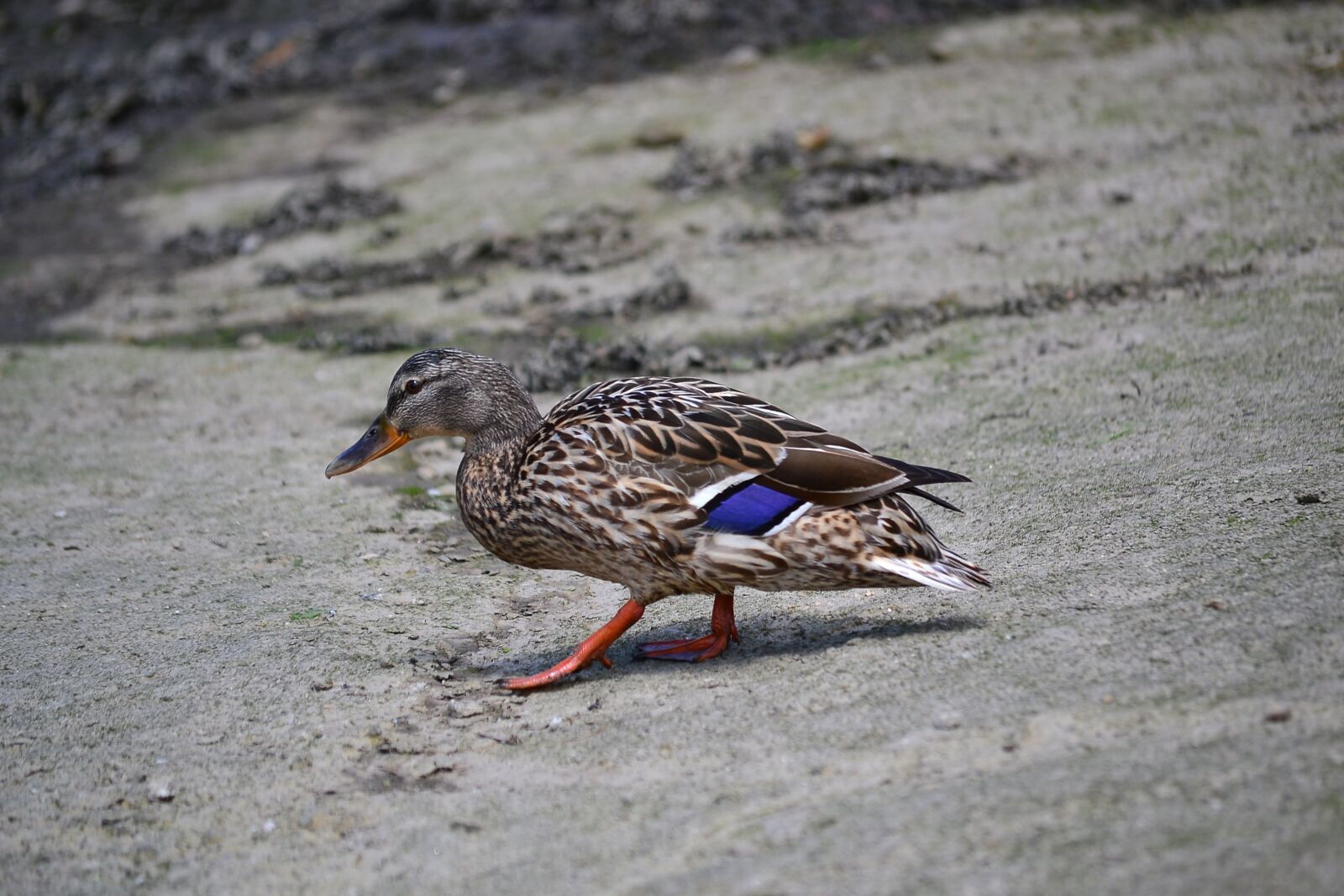 Nikon D3100 sample photo. Duck, color, wings photography