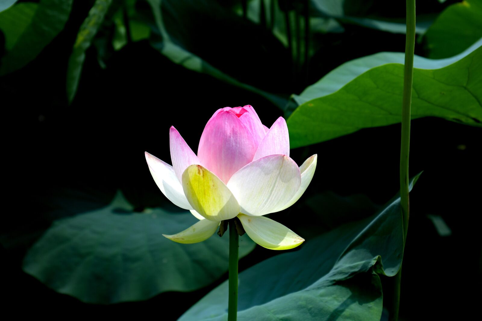Nikon D500 sample photo. Is, flowers, flowers are photography