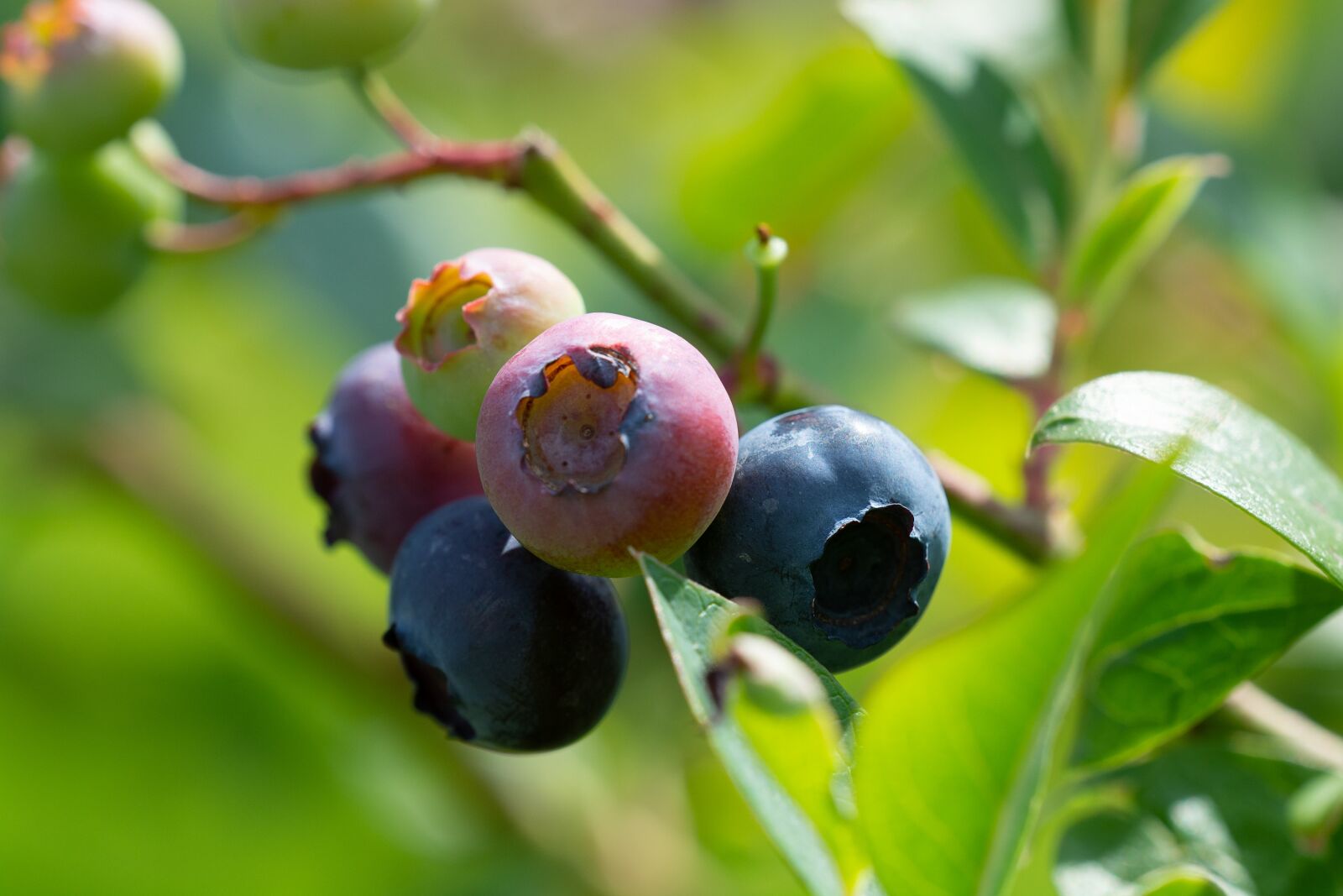 Nikon D7100 sample photo. Blueberries, garden, in the photography