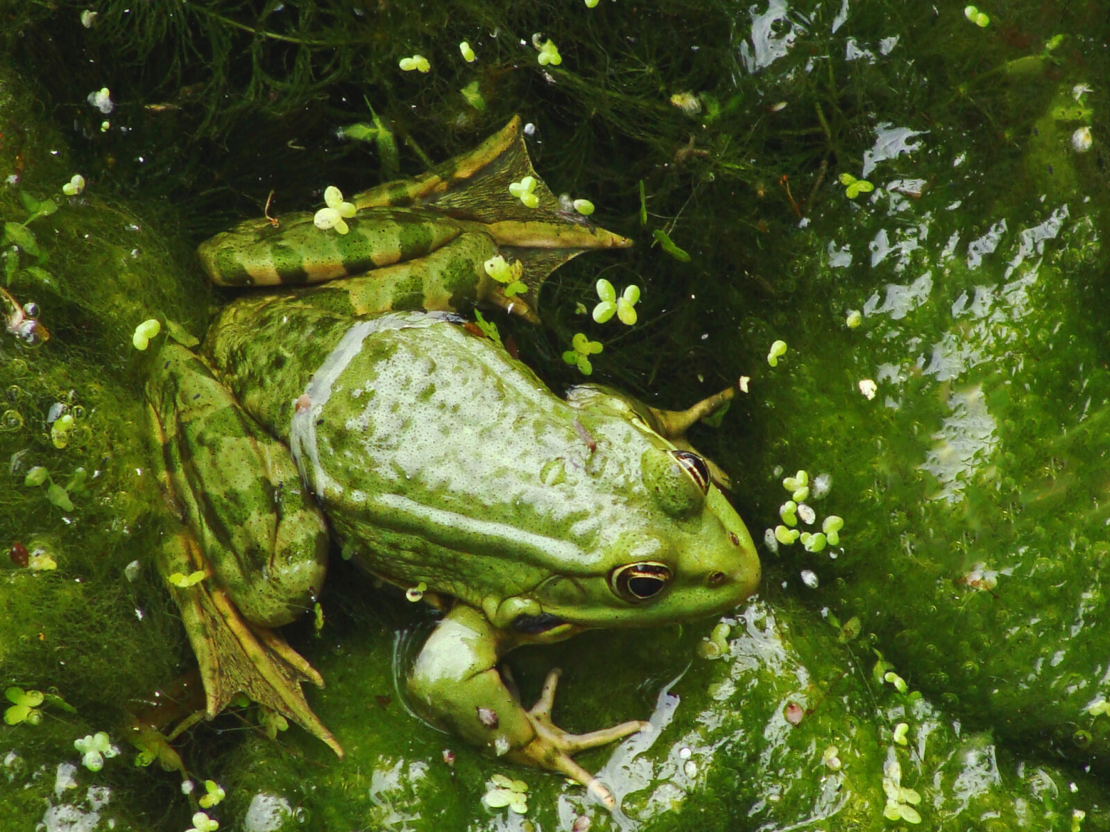 Sony Cyber-shot DSC-H10 sample photo. Nature, lake, green, frog photography